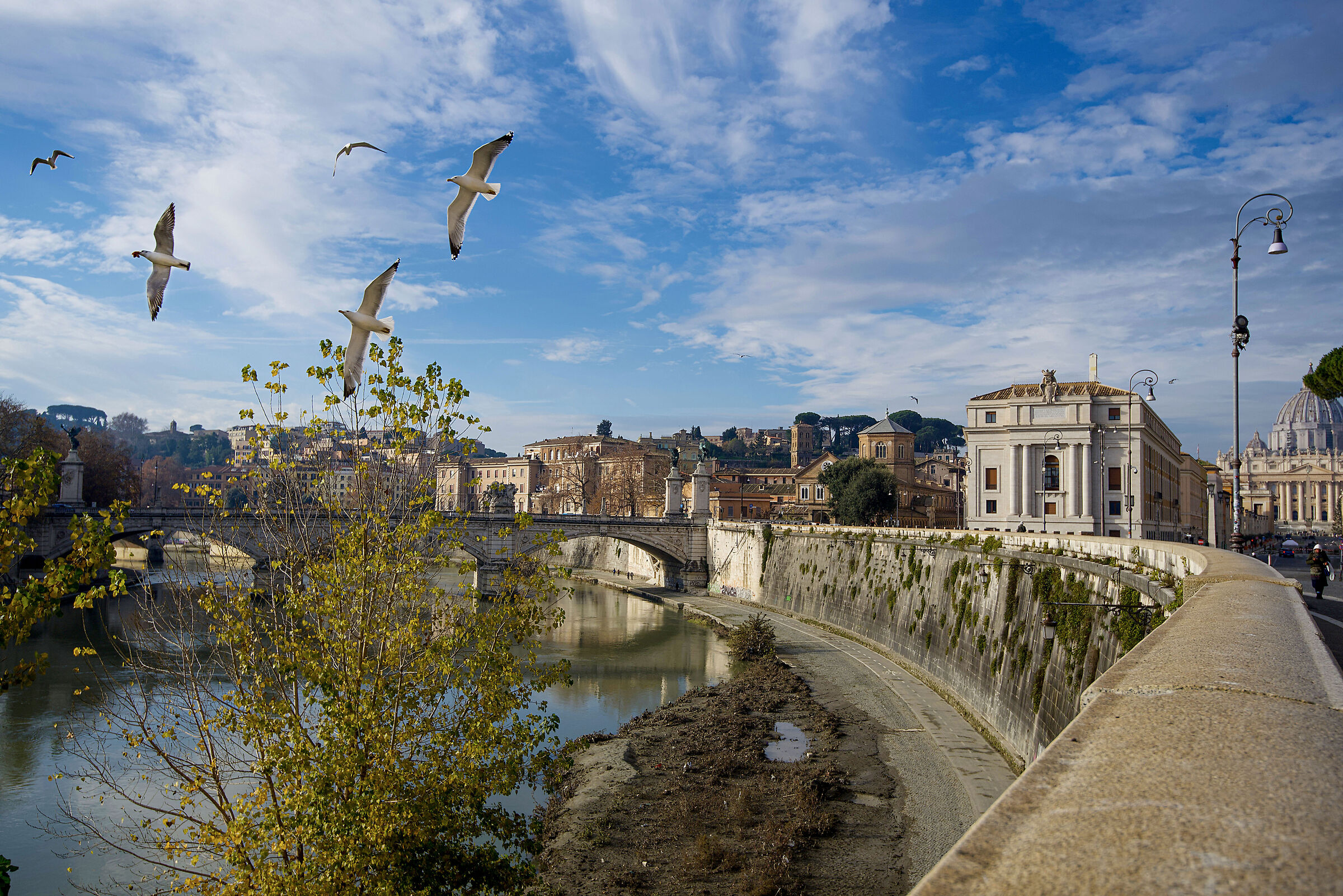 The flight of seagulls on the Tiber