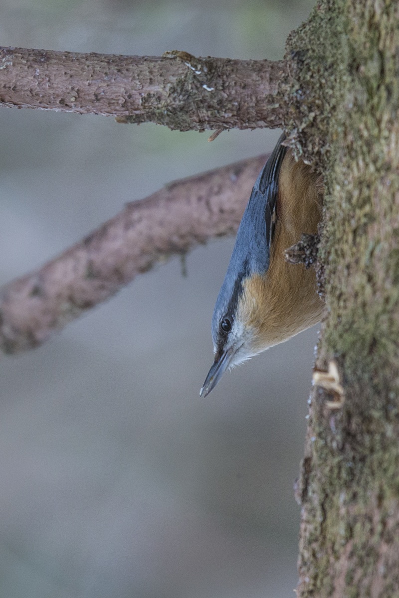 Nuthatch