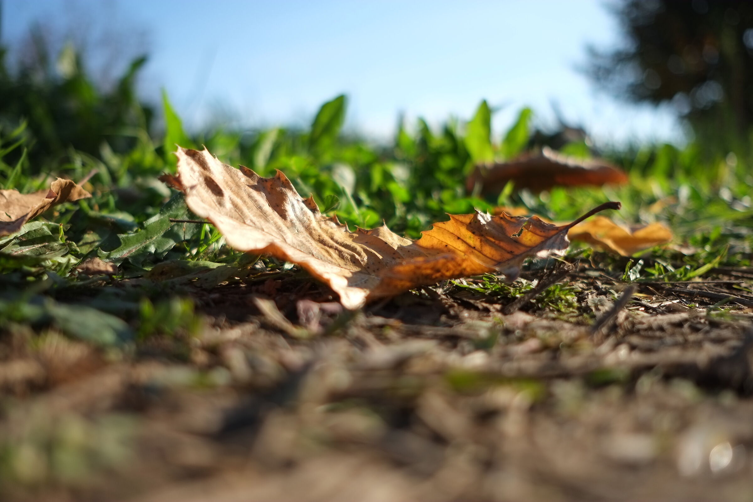 Blue, green and brown