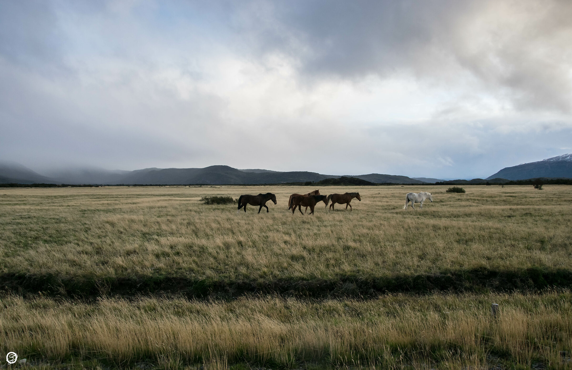 Sloth horses- Torres del Paine Park, Chile