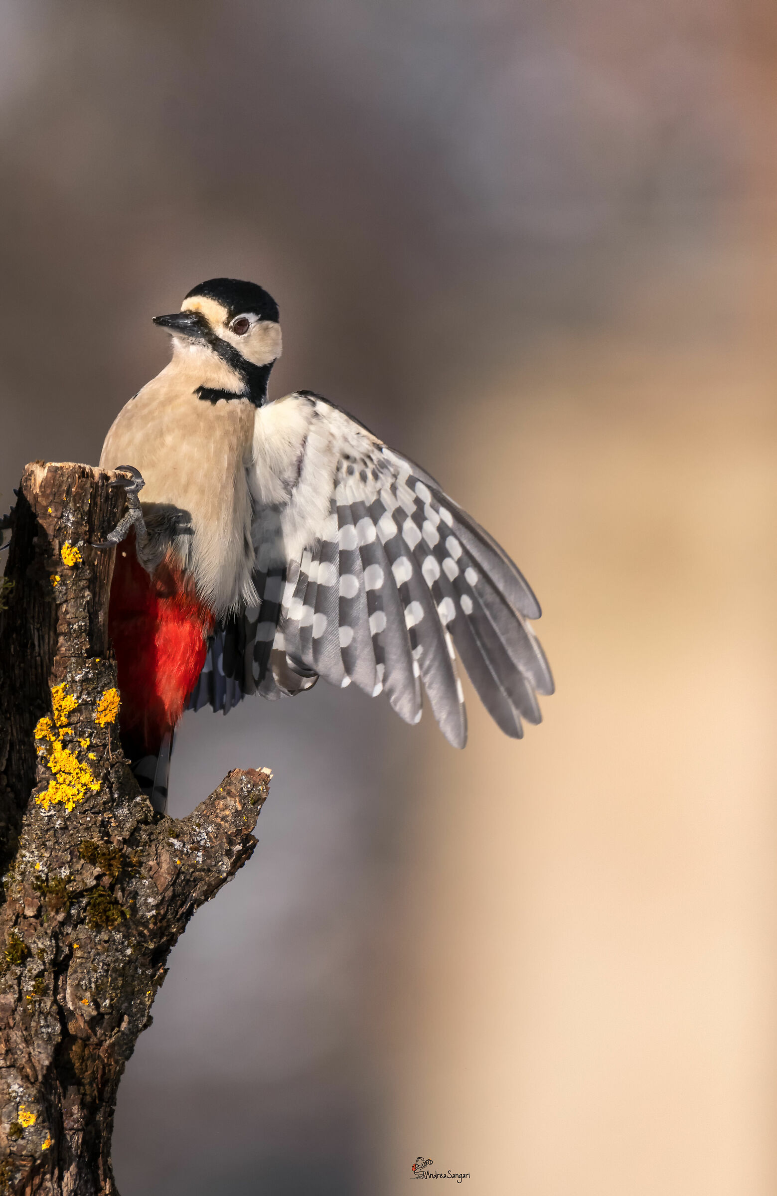 Il saluto del picchio rosso