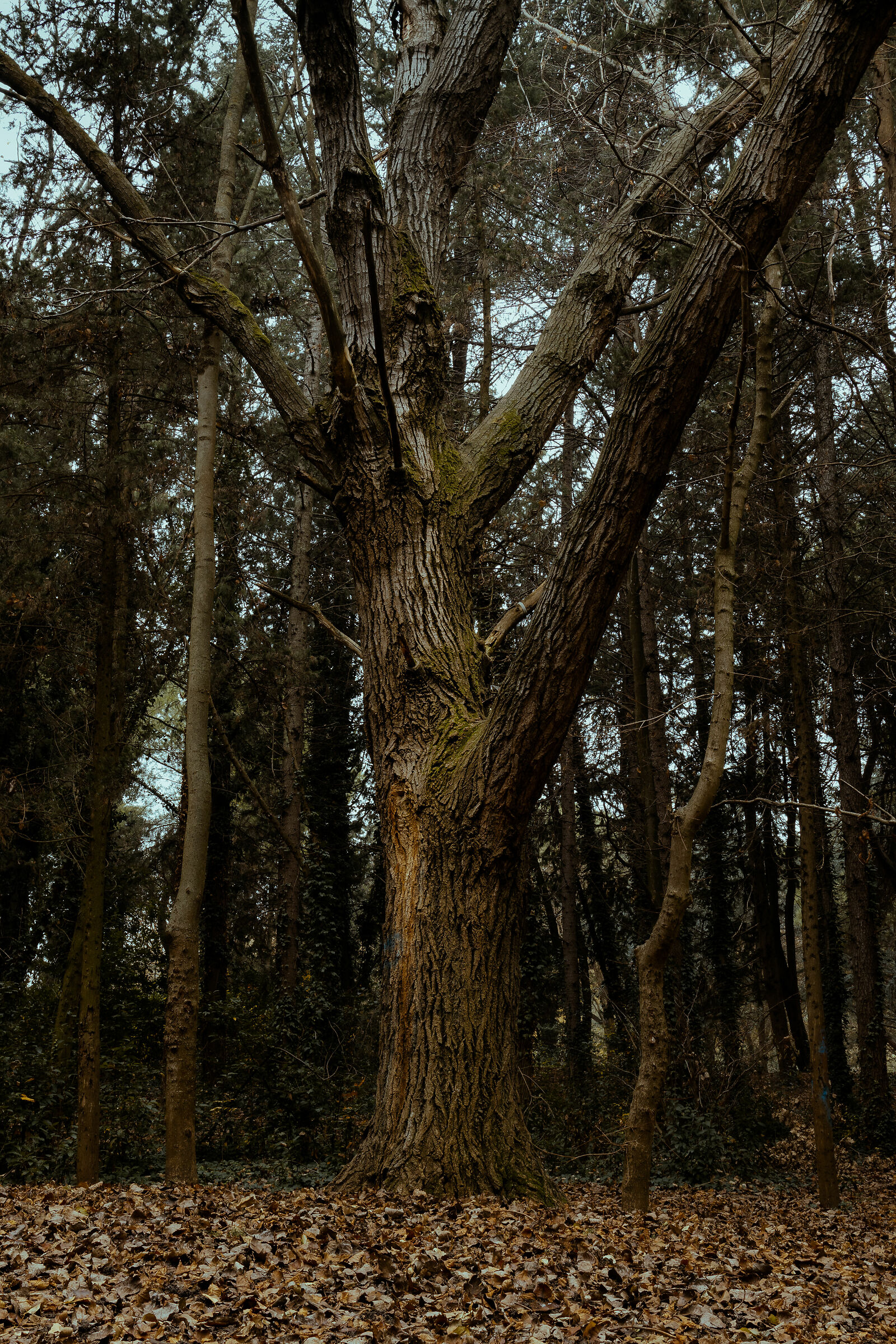 Leaning towards the next