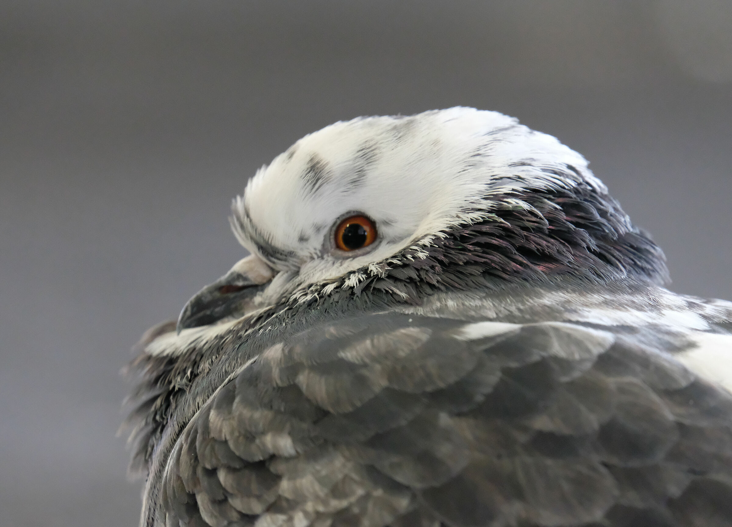 Piccione dalla testa bianca