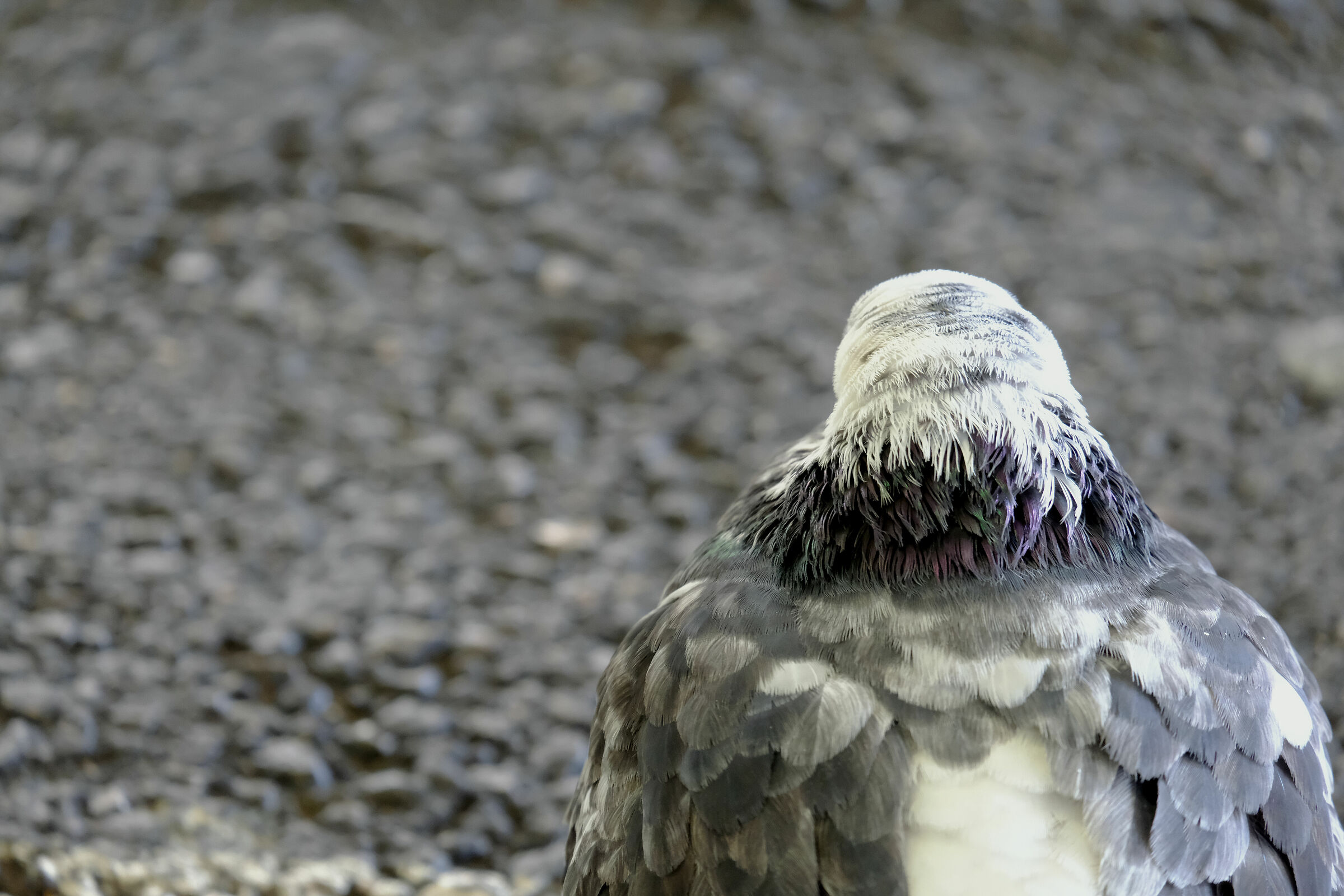 Piccione dalla testa bianca di spalle