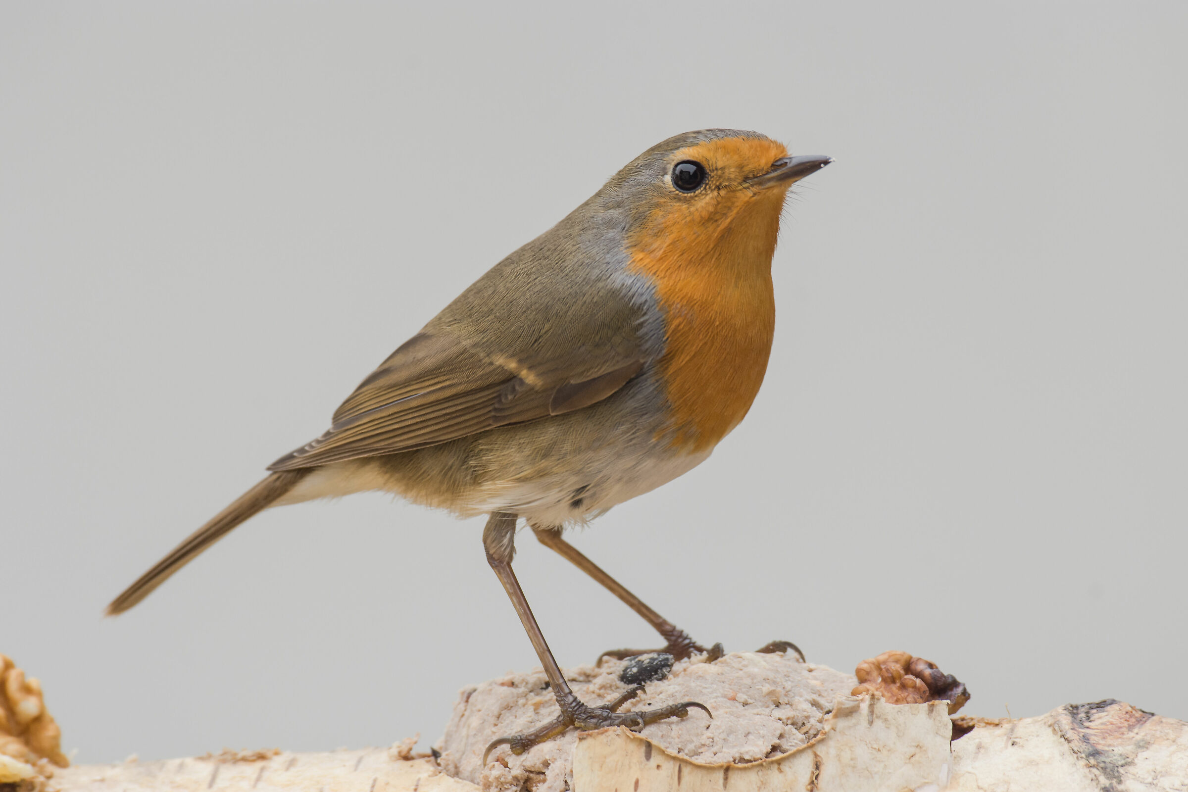 pettirosso capanno di  Ivan