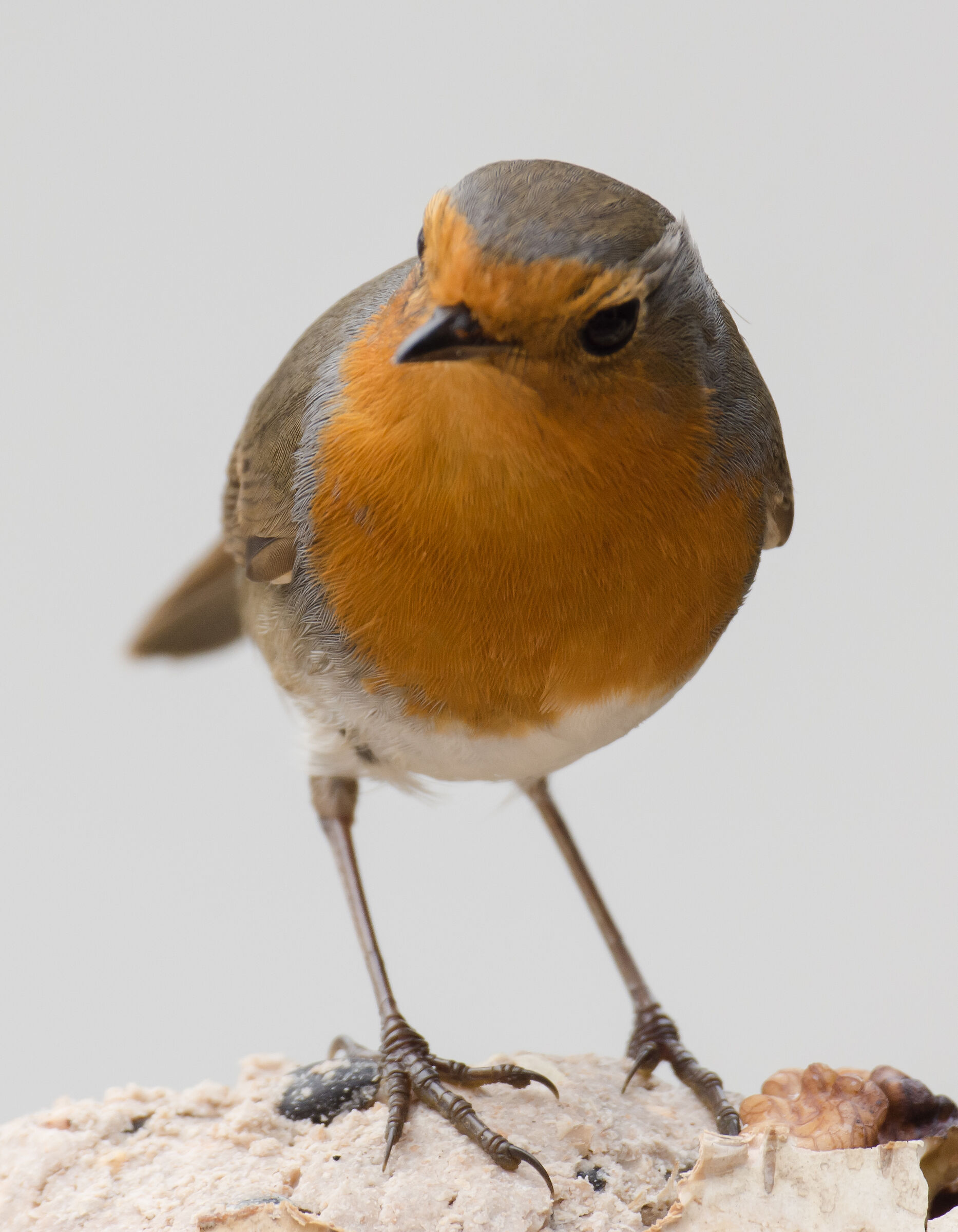 pettirosso capanno di  Ivan