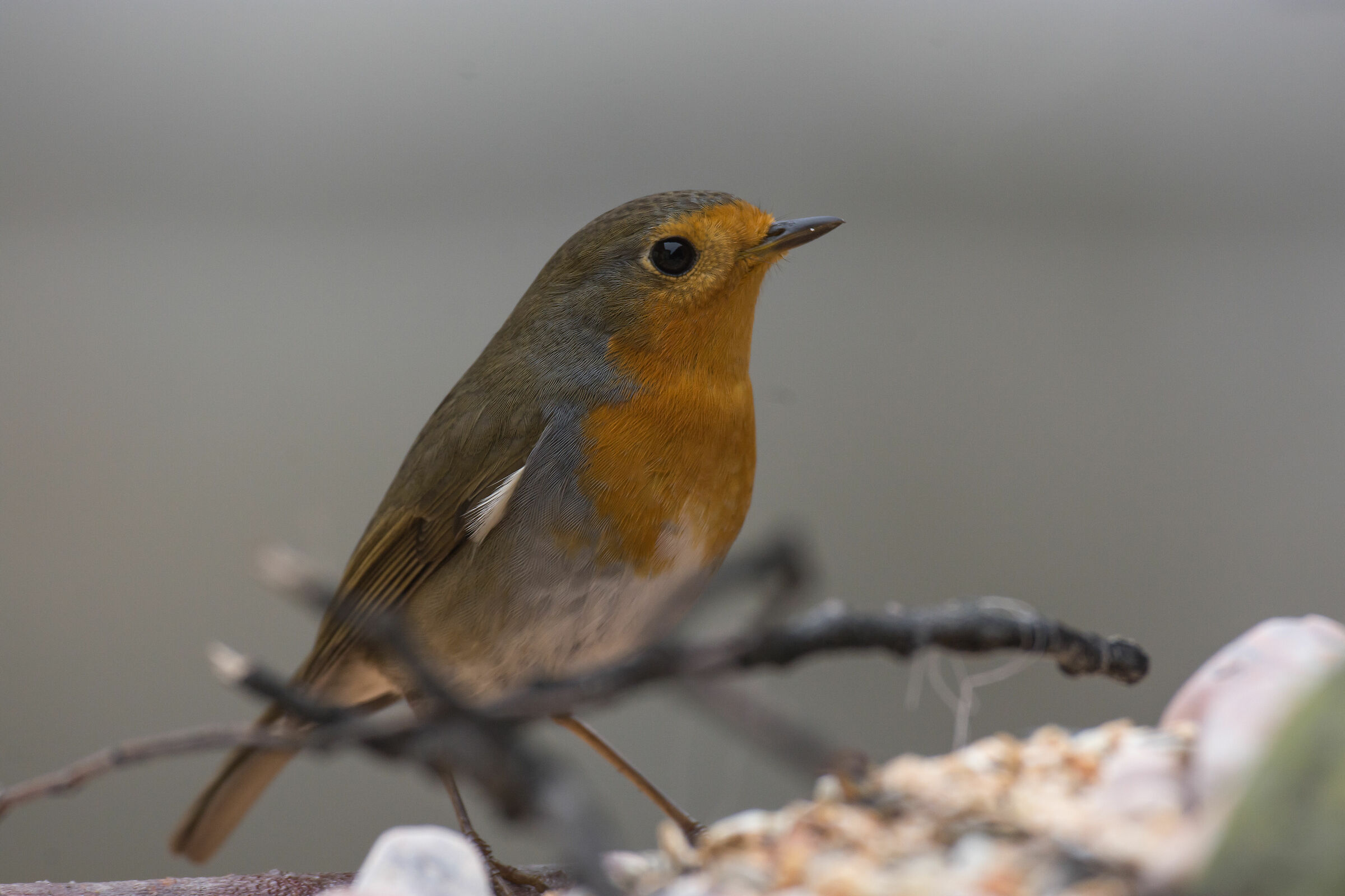pettirosso capanno di  Ivan