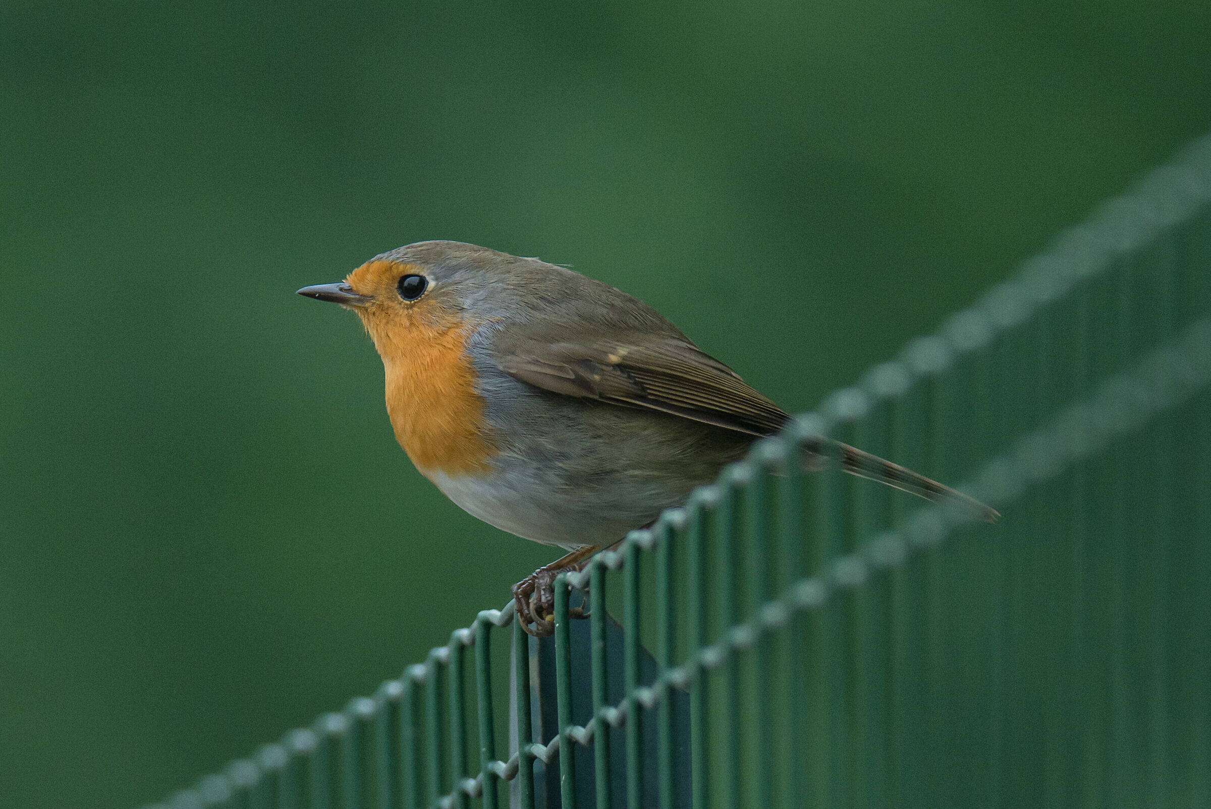 pettirosso capanno di  Ivan