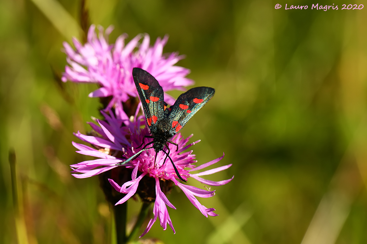 Gmina Zygaena filipendulae
