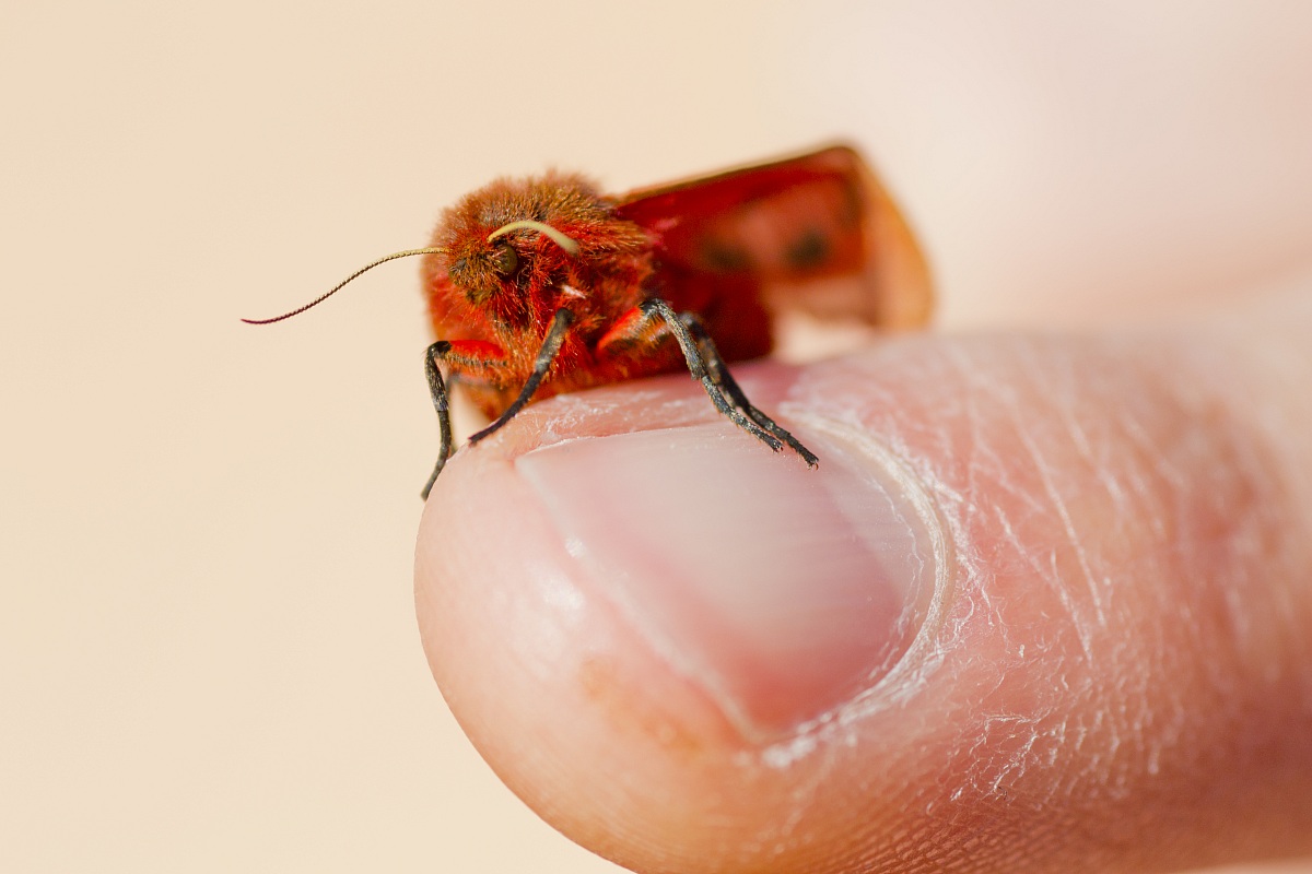 Phragmatobia fuliginosa