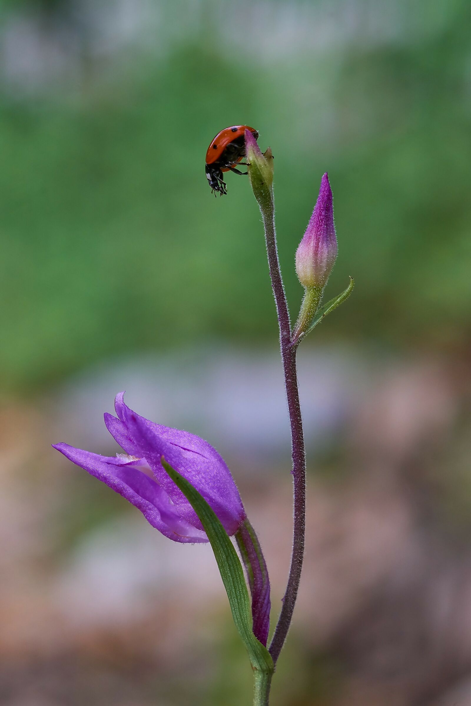 Rubra's cephalanthera