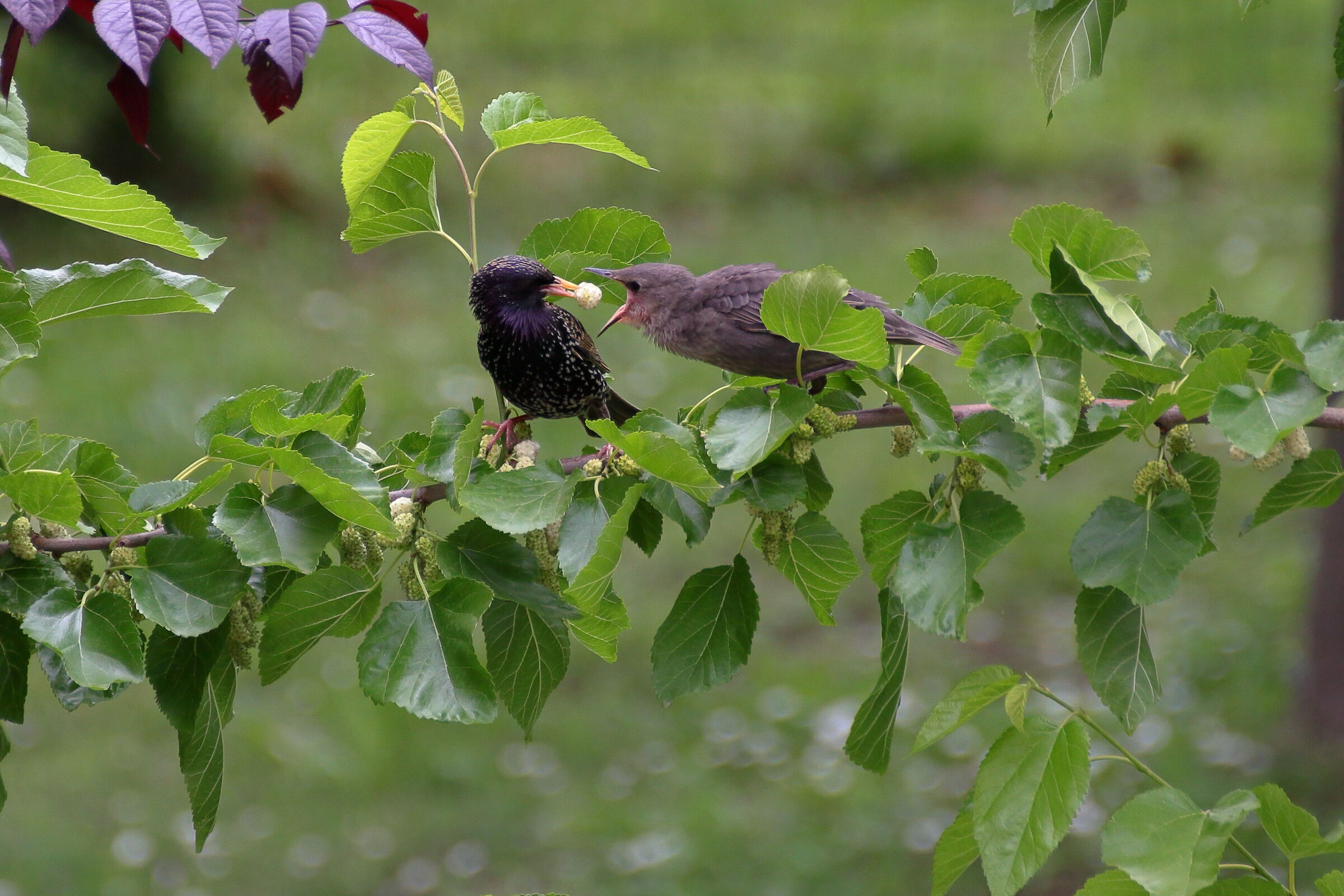 Mi piacciono i gelsi!