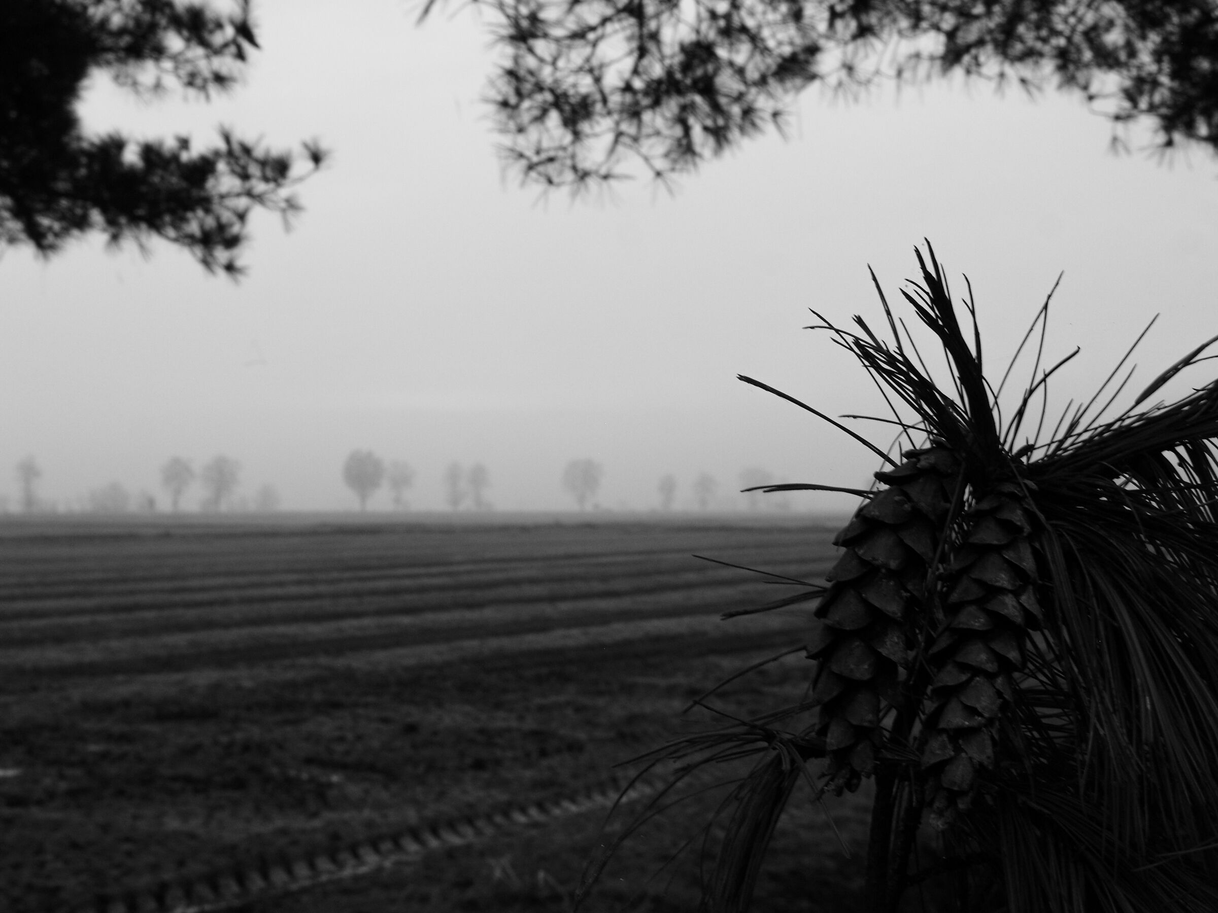 Pine cone and fog