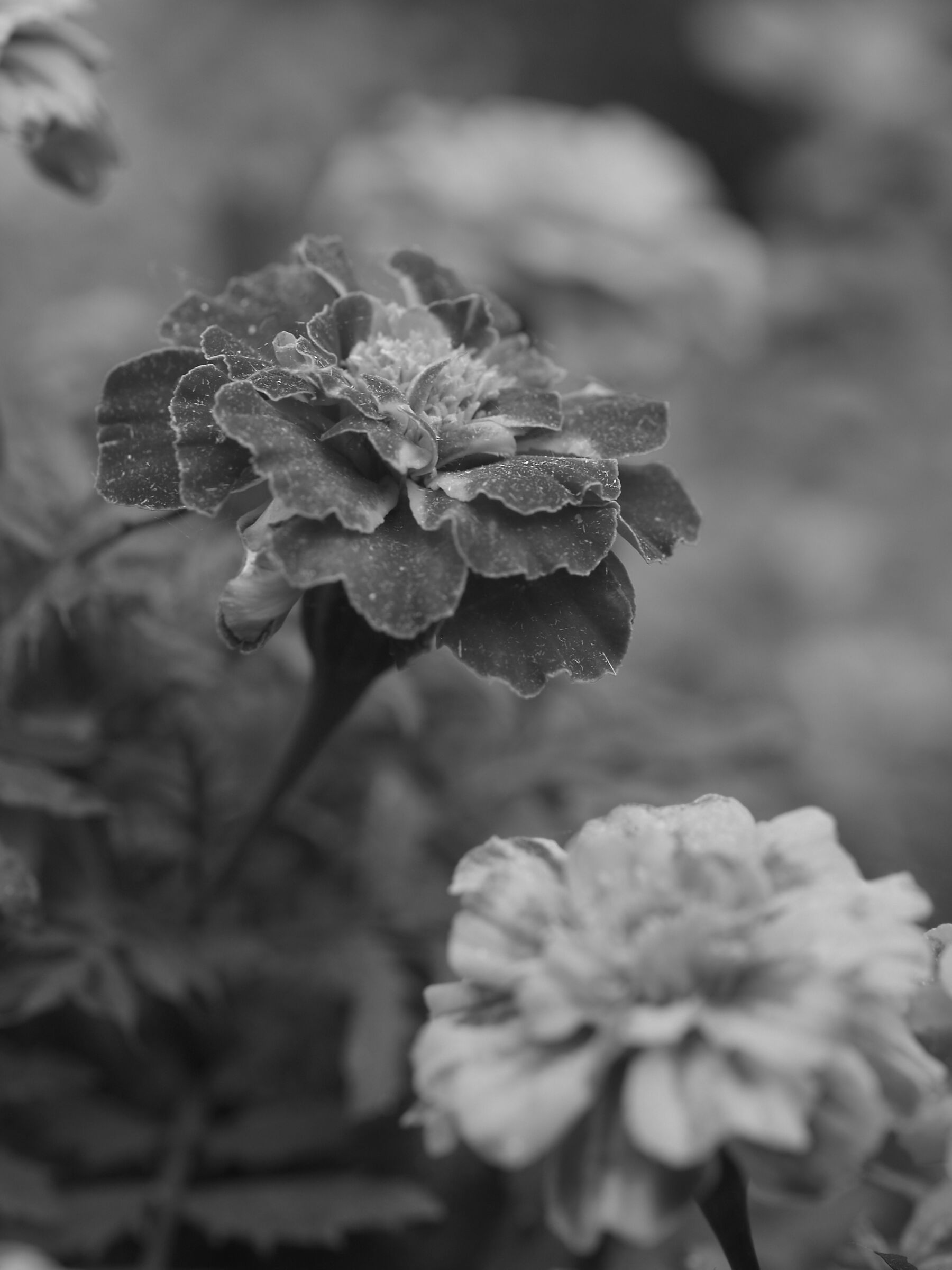 The last flower standing