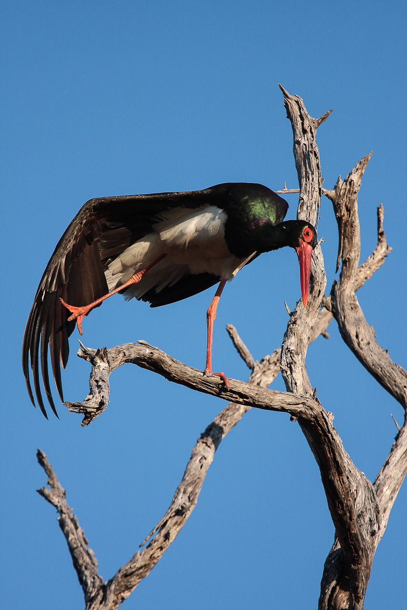 stretching acrobatico