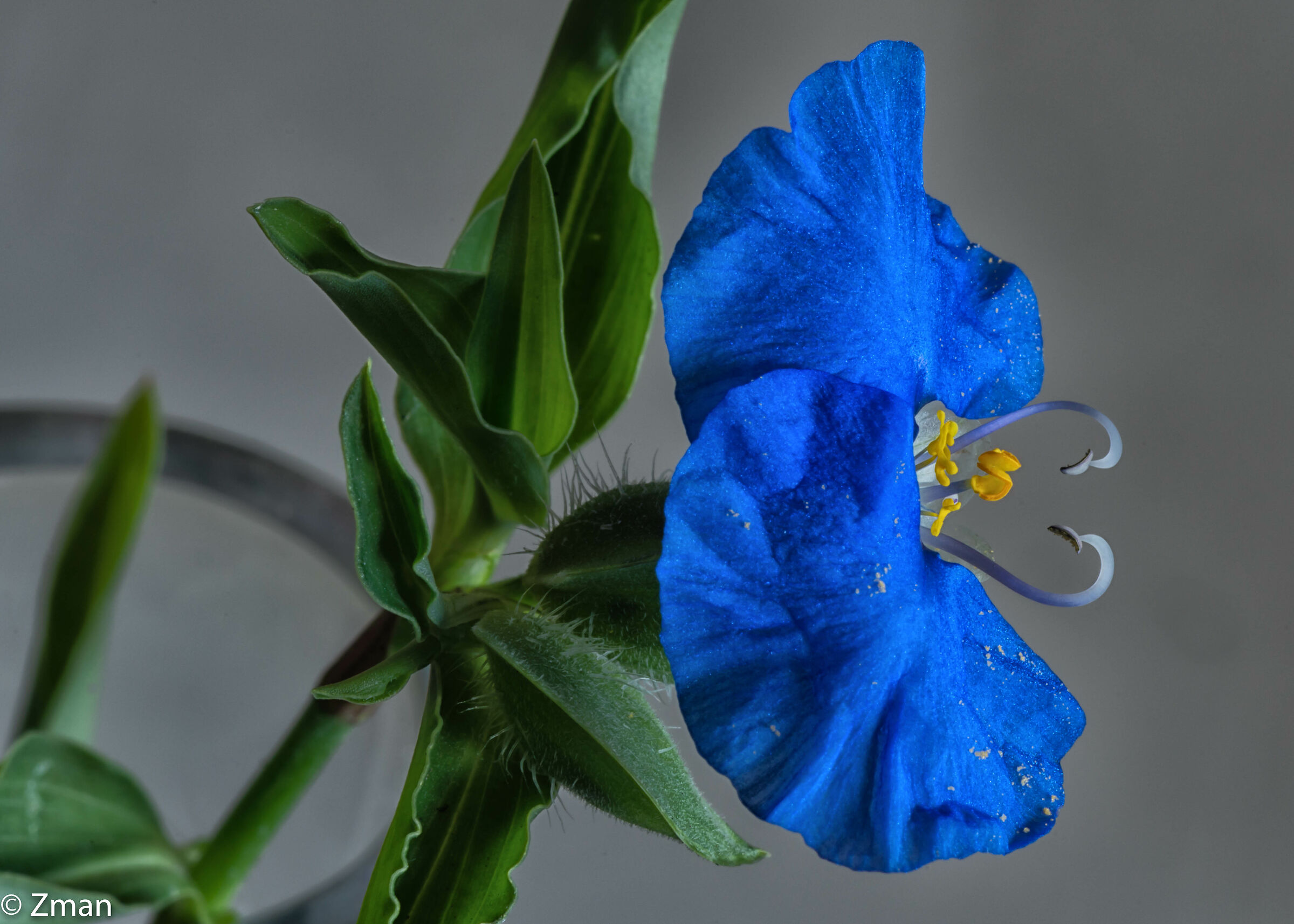 Fiori e fiori selvatici