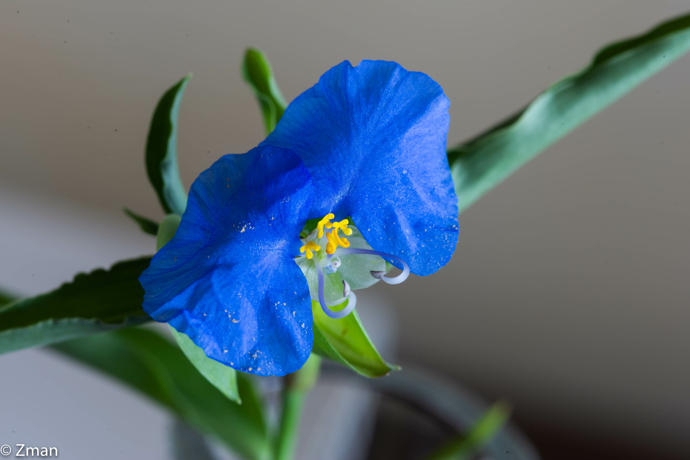 Fiori e fiori selvatici