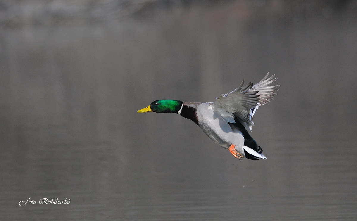 Germano ... in volo...
