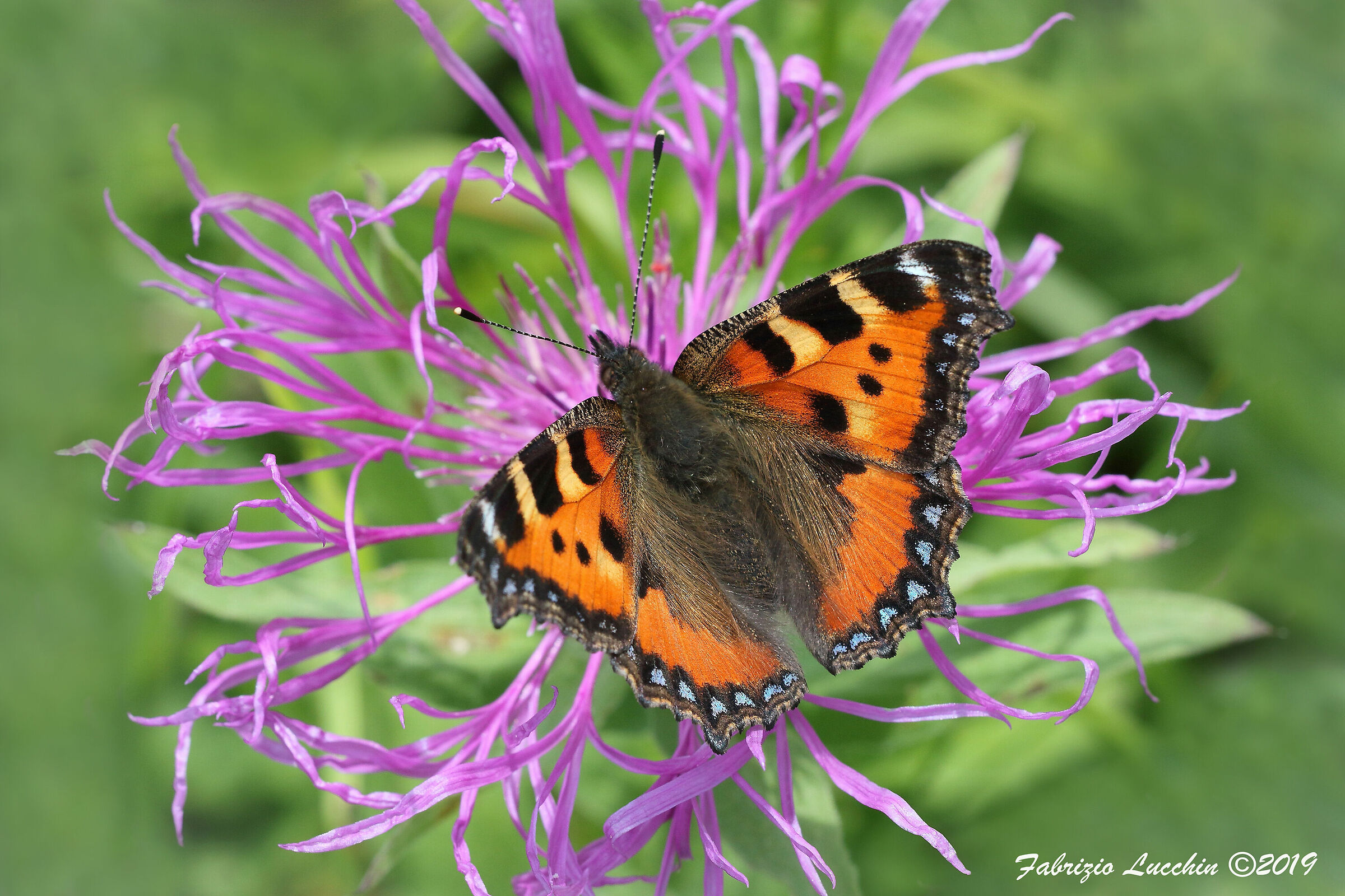 Vanessa dell'ortica (Aglais urticae)