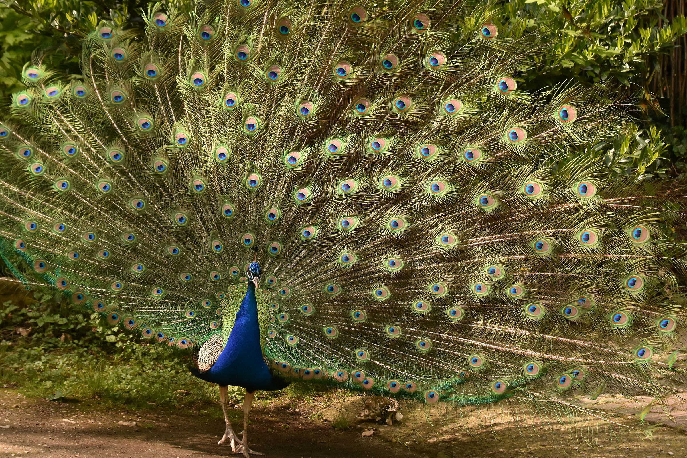 Un Pavone esibizionista