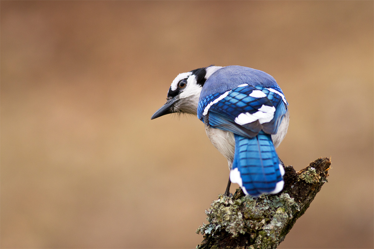 Blue Jay