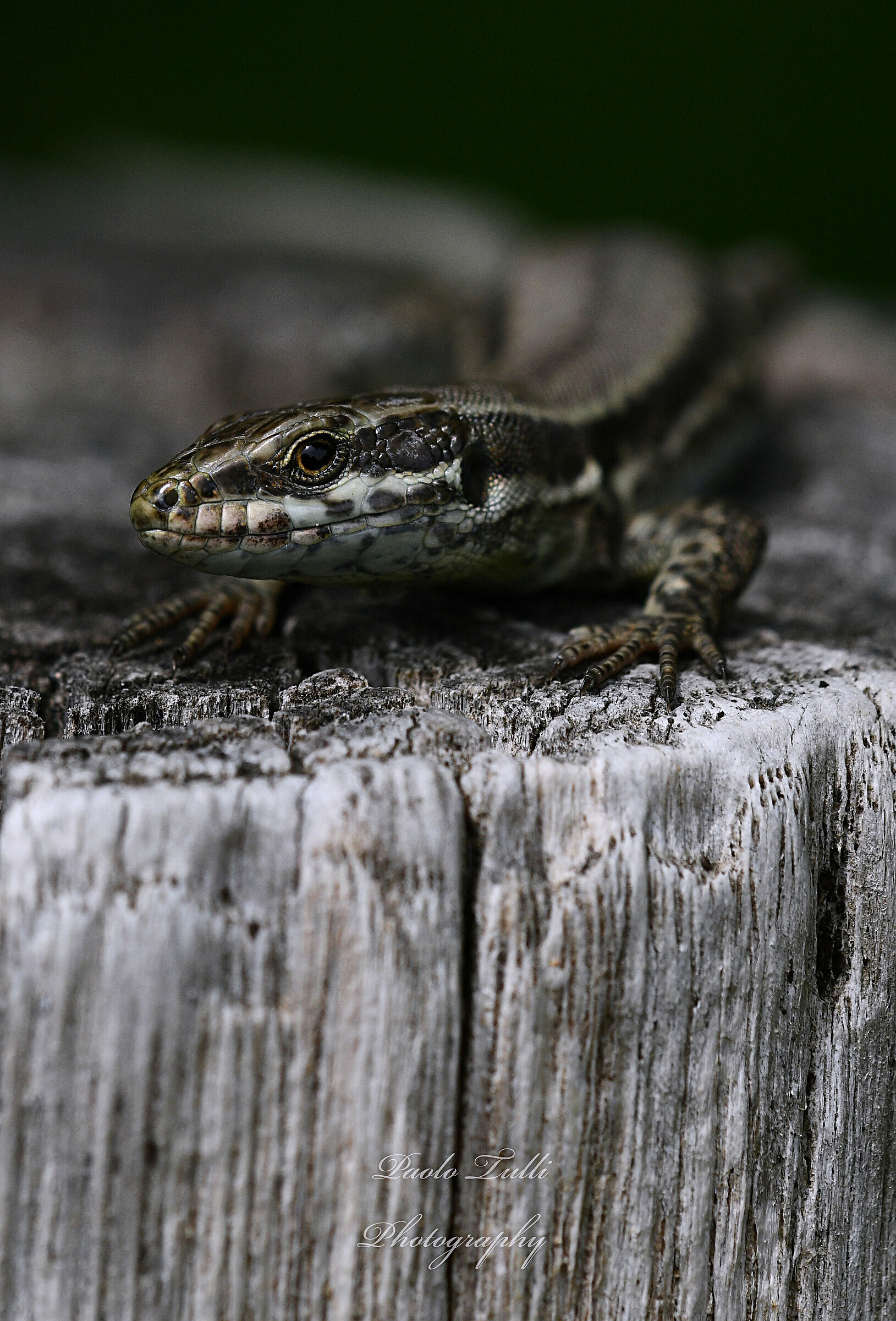 Il piccolo Drago....