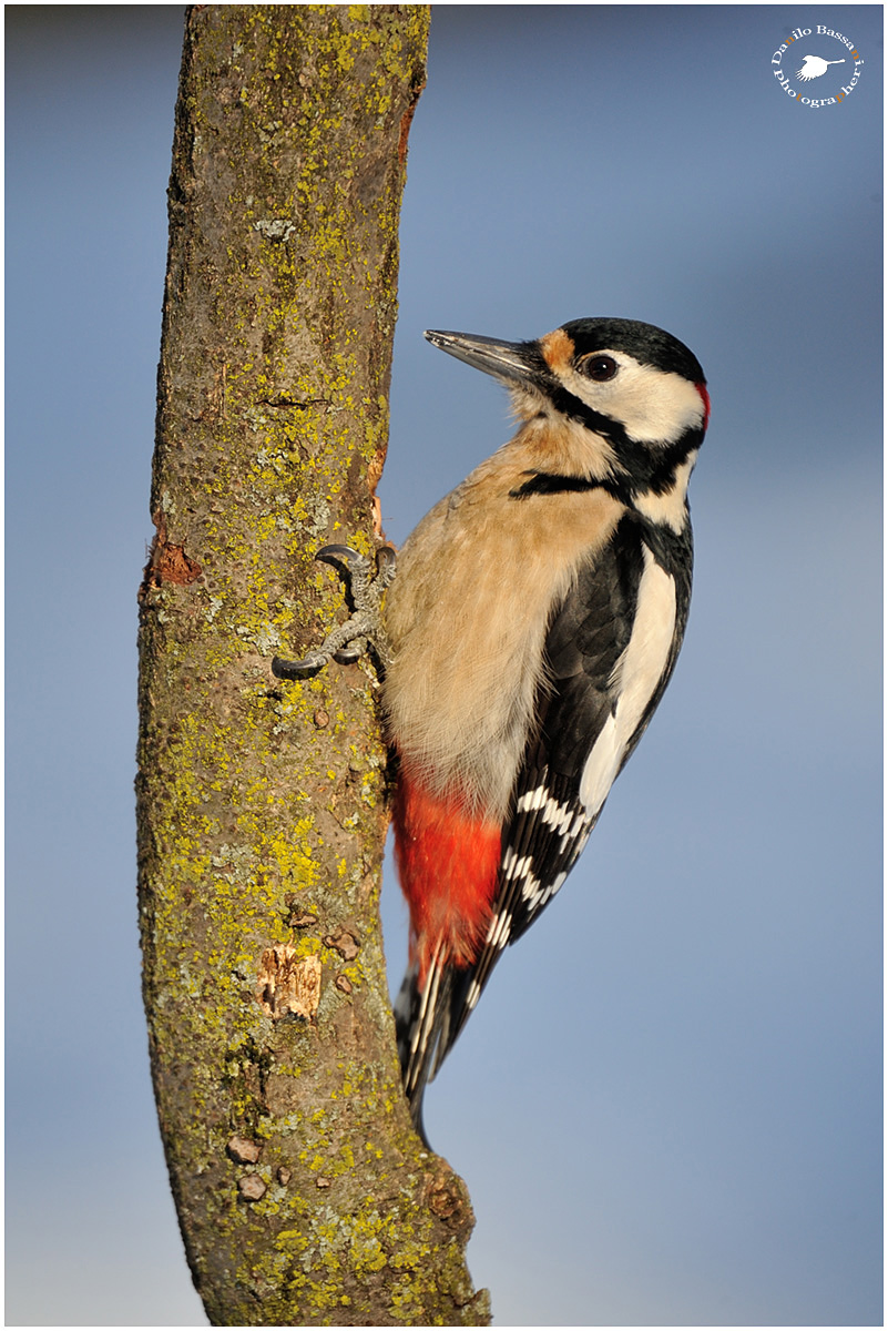 Piccho  Rosso Maggiore