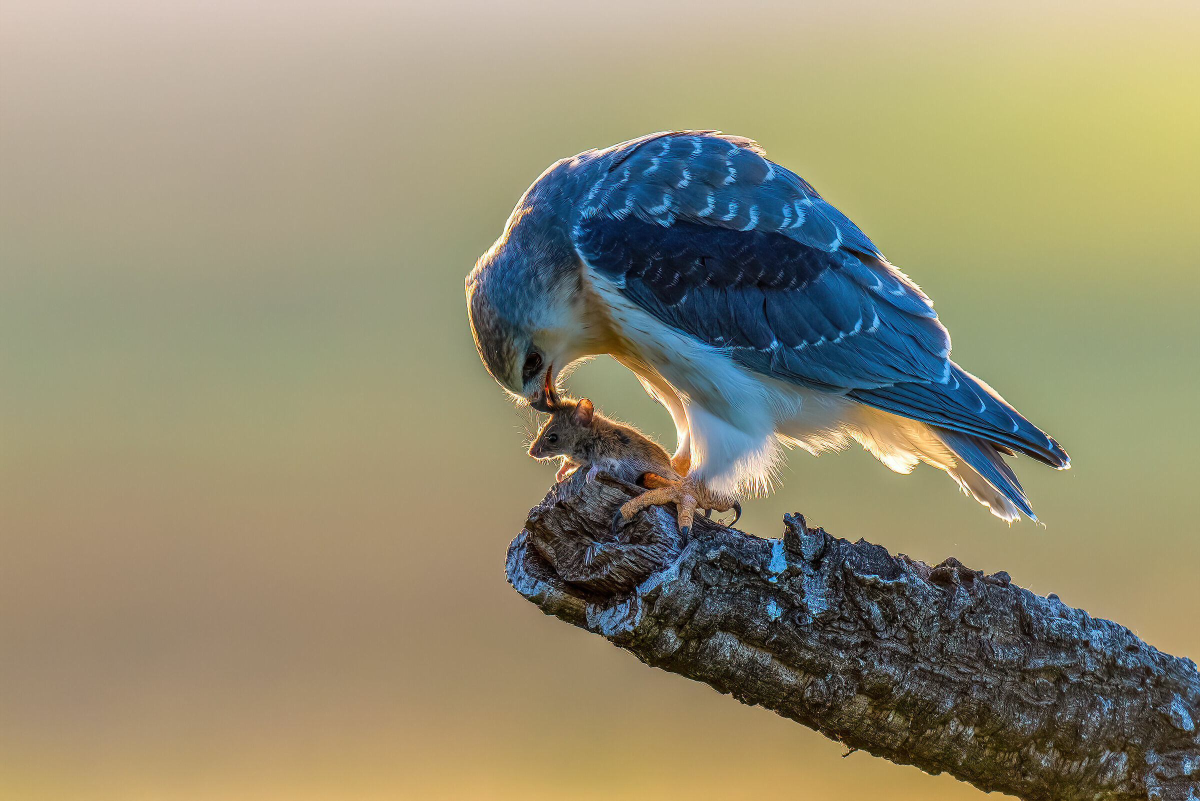 Giovane nibbio bianco