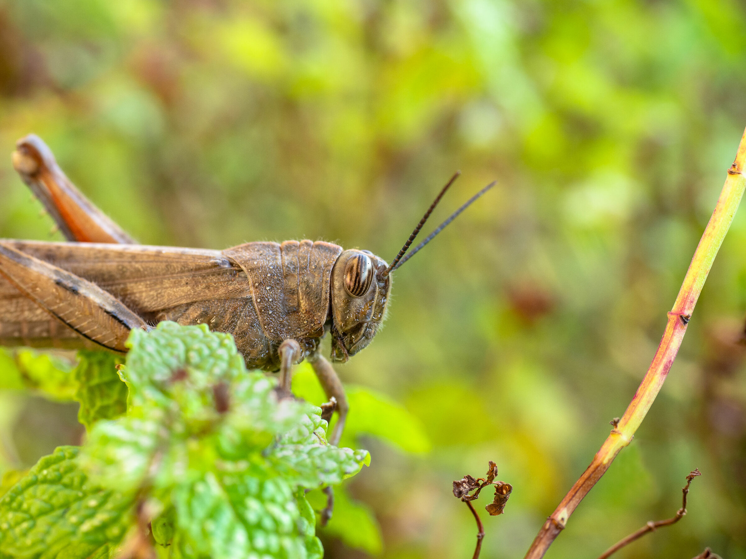 Cricket