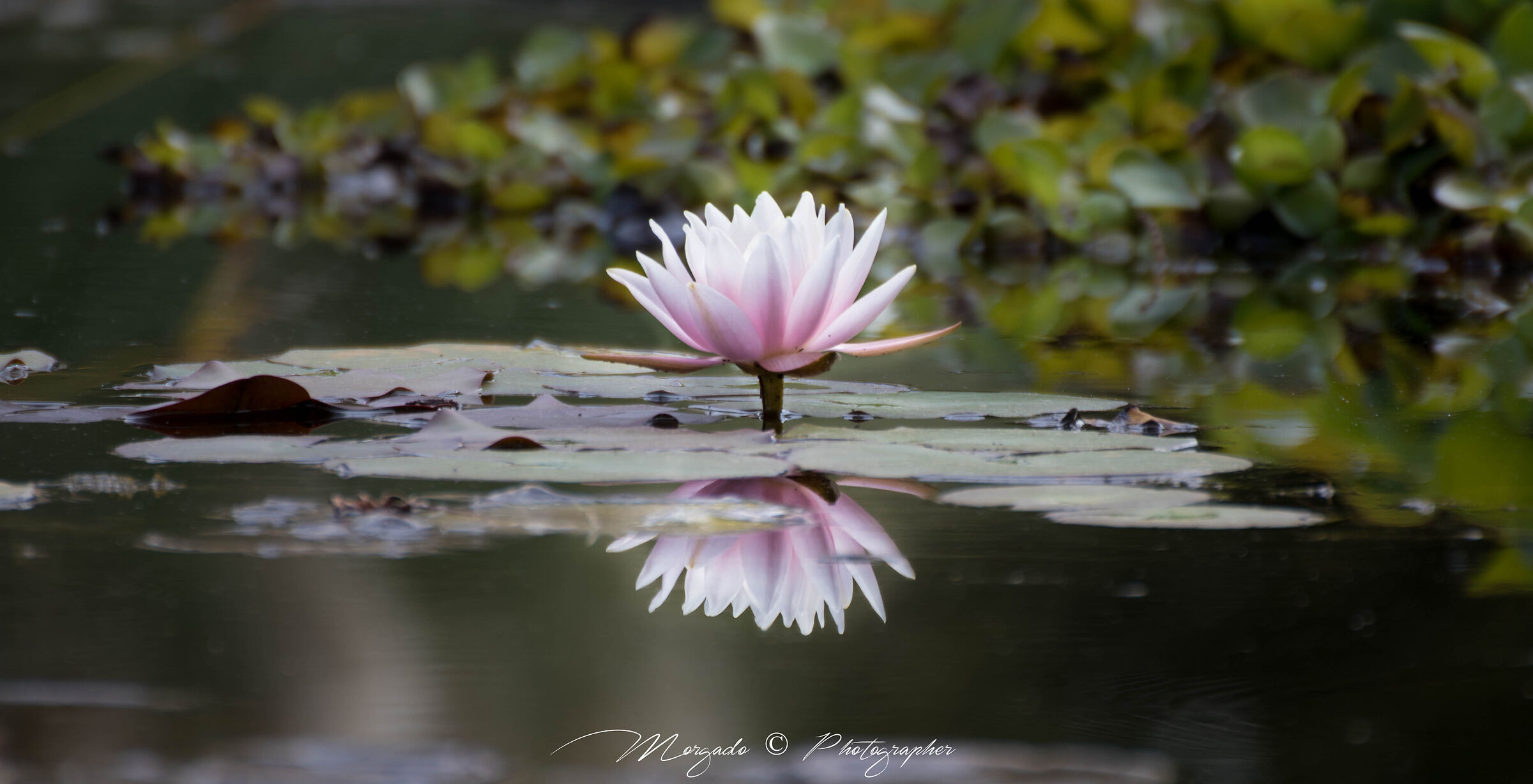 nymphaea reflex