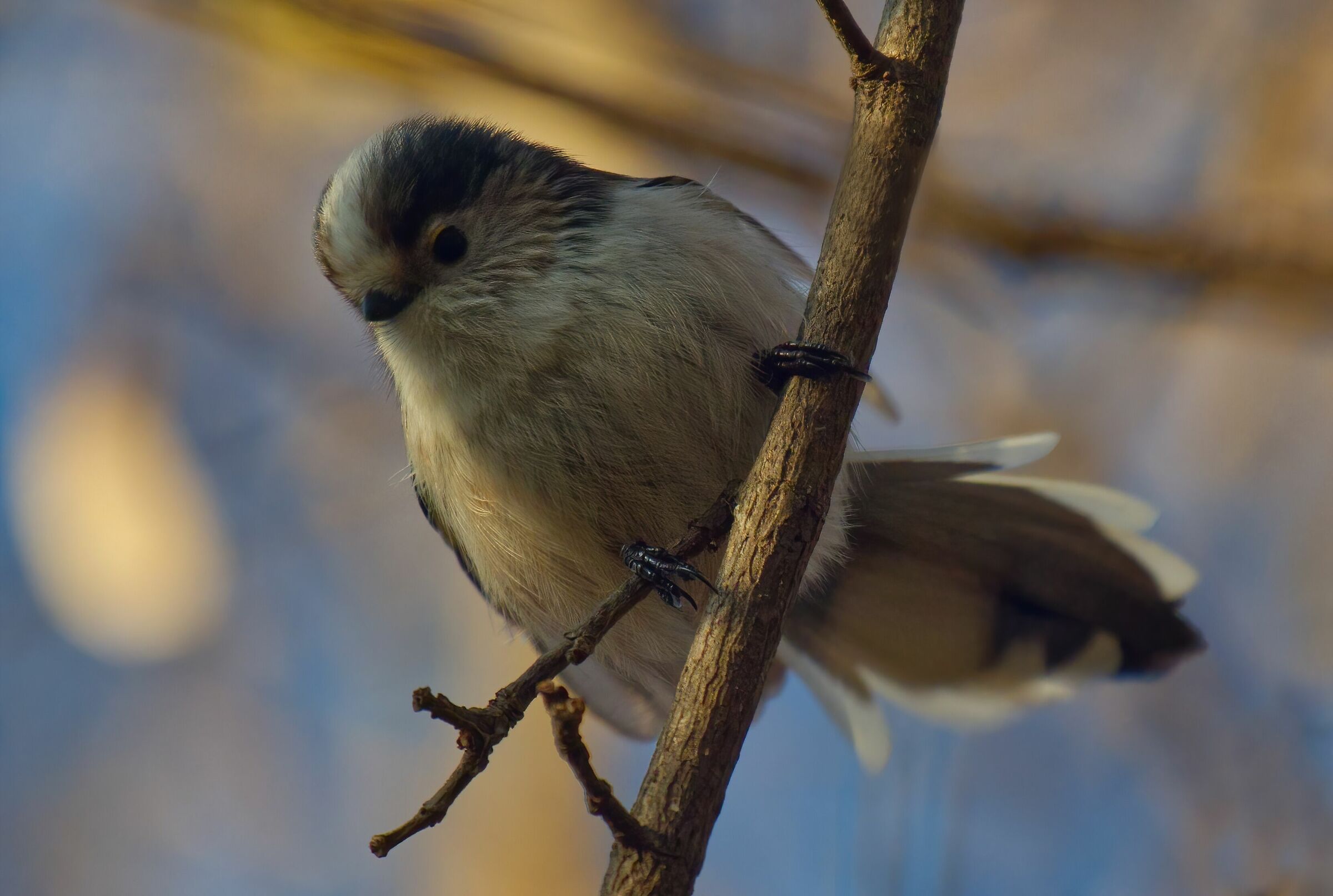 With the pigtail open