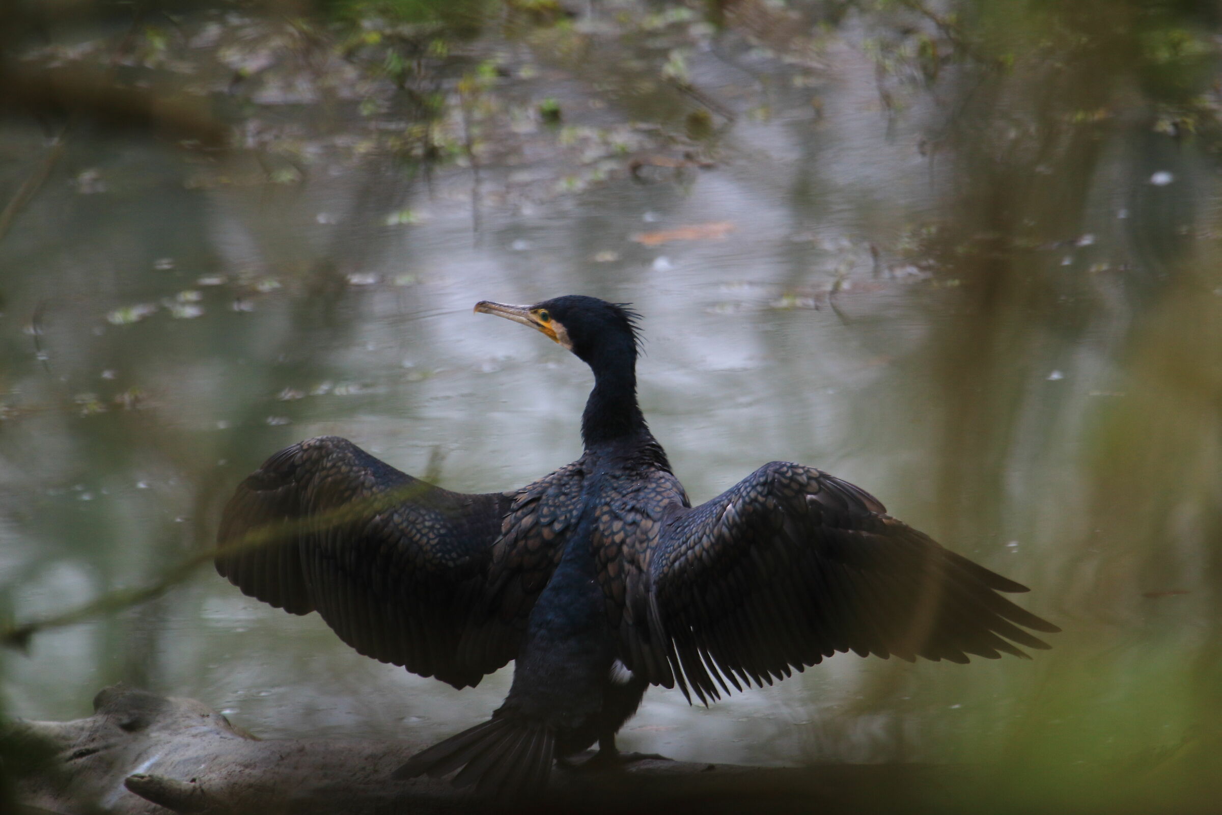 Cormorano