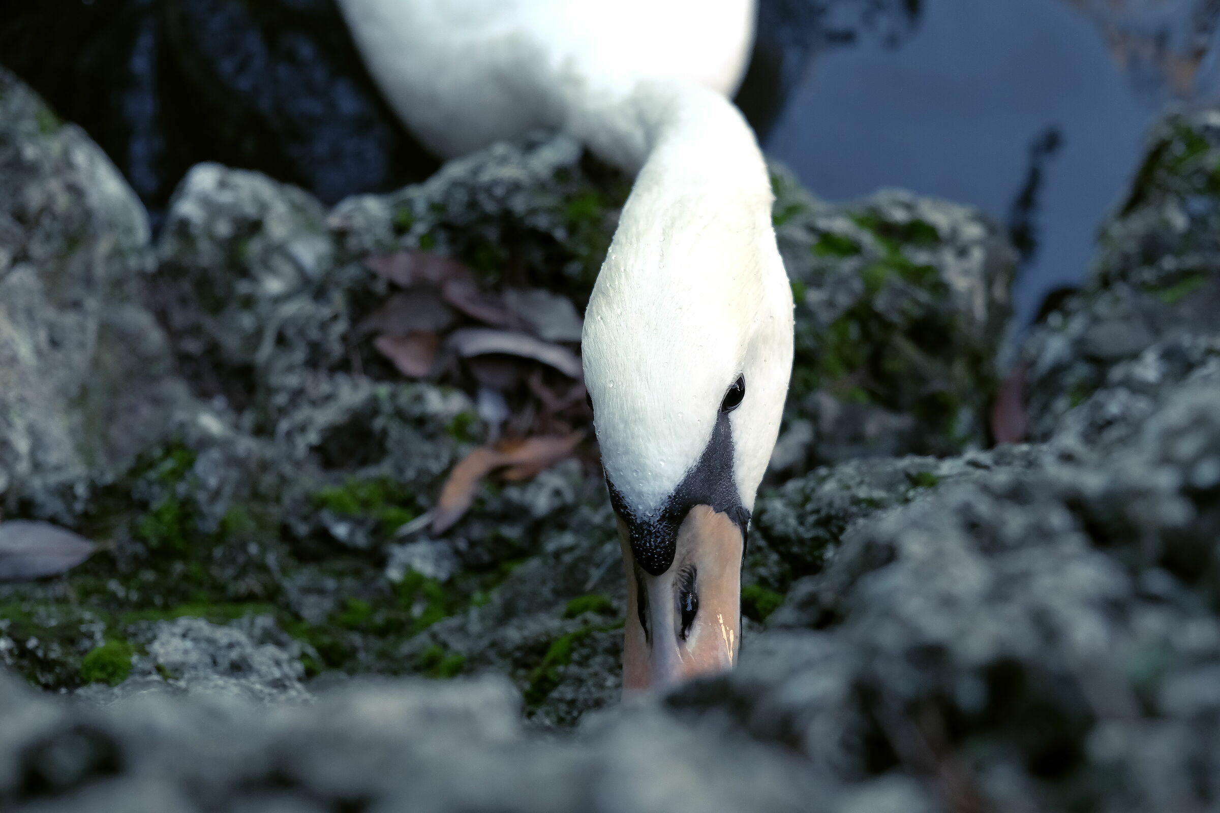 Swan
