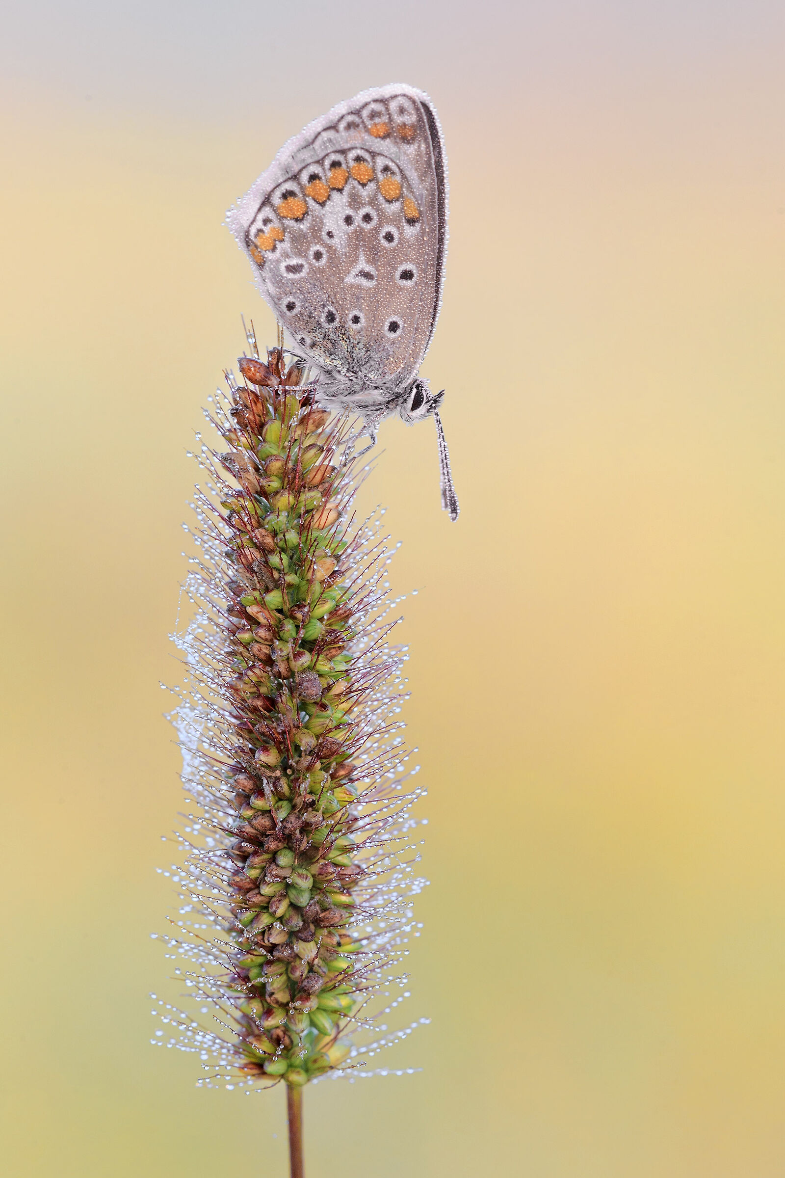 Polyommatus Icarus
