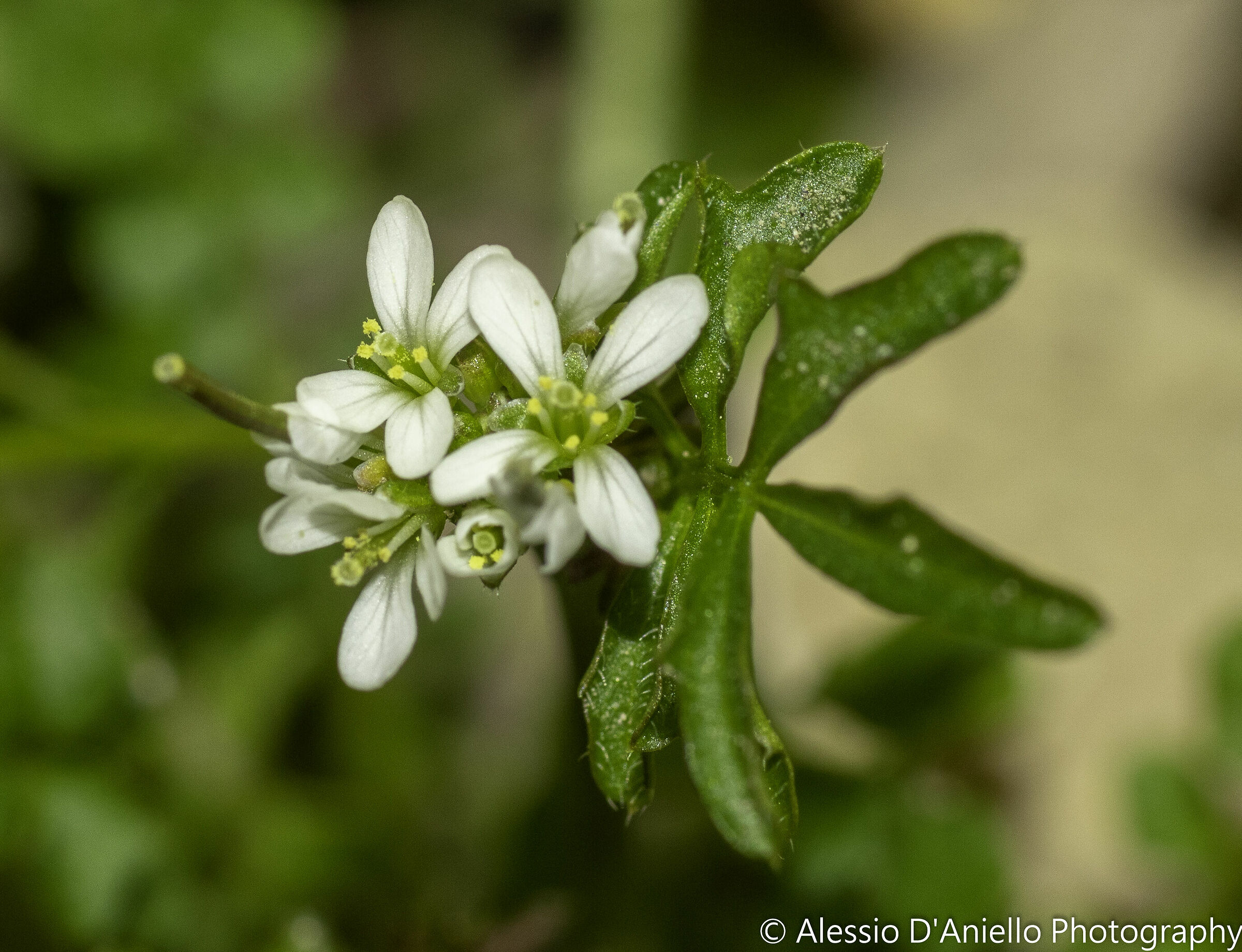 Fiorellini selvatici