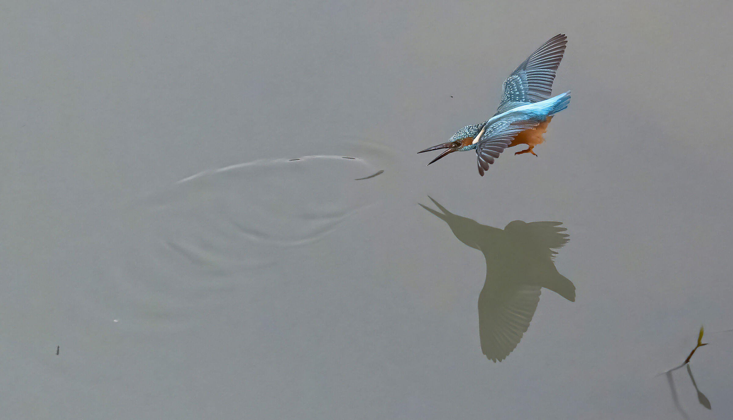 martin pescatore piomba sul pesciolino