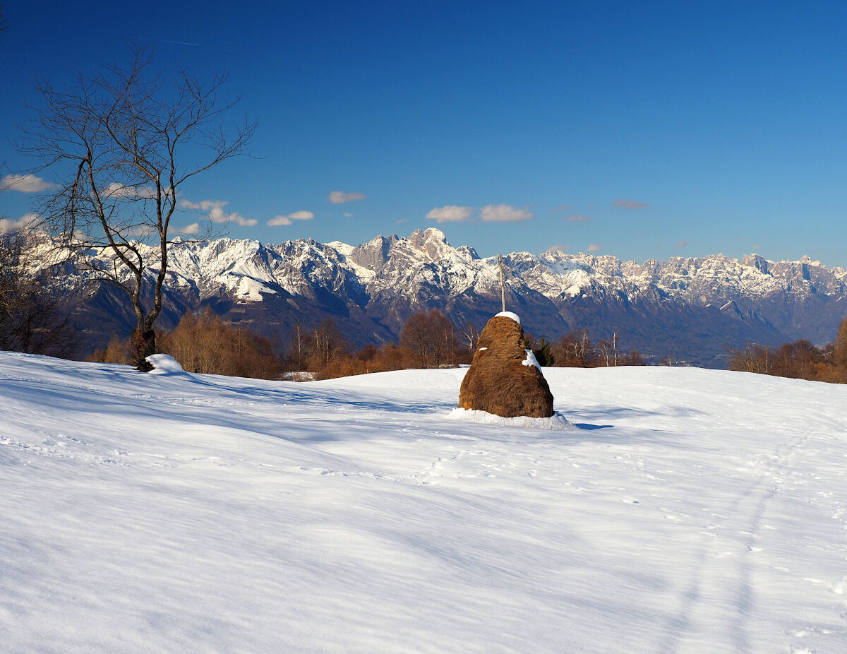 Meda (sheas) panoramic