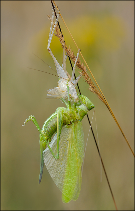 Tettigonia viridissima