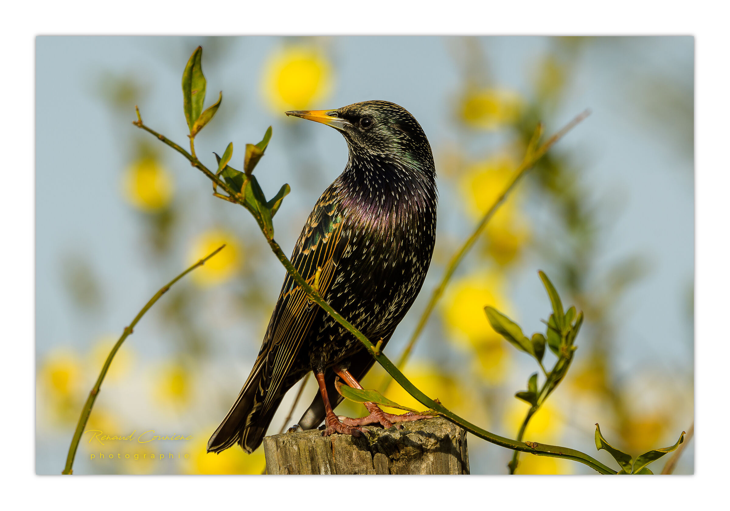 Lo storno comune può essere anche bello ;)