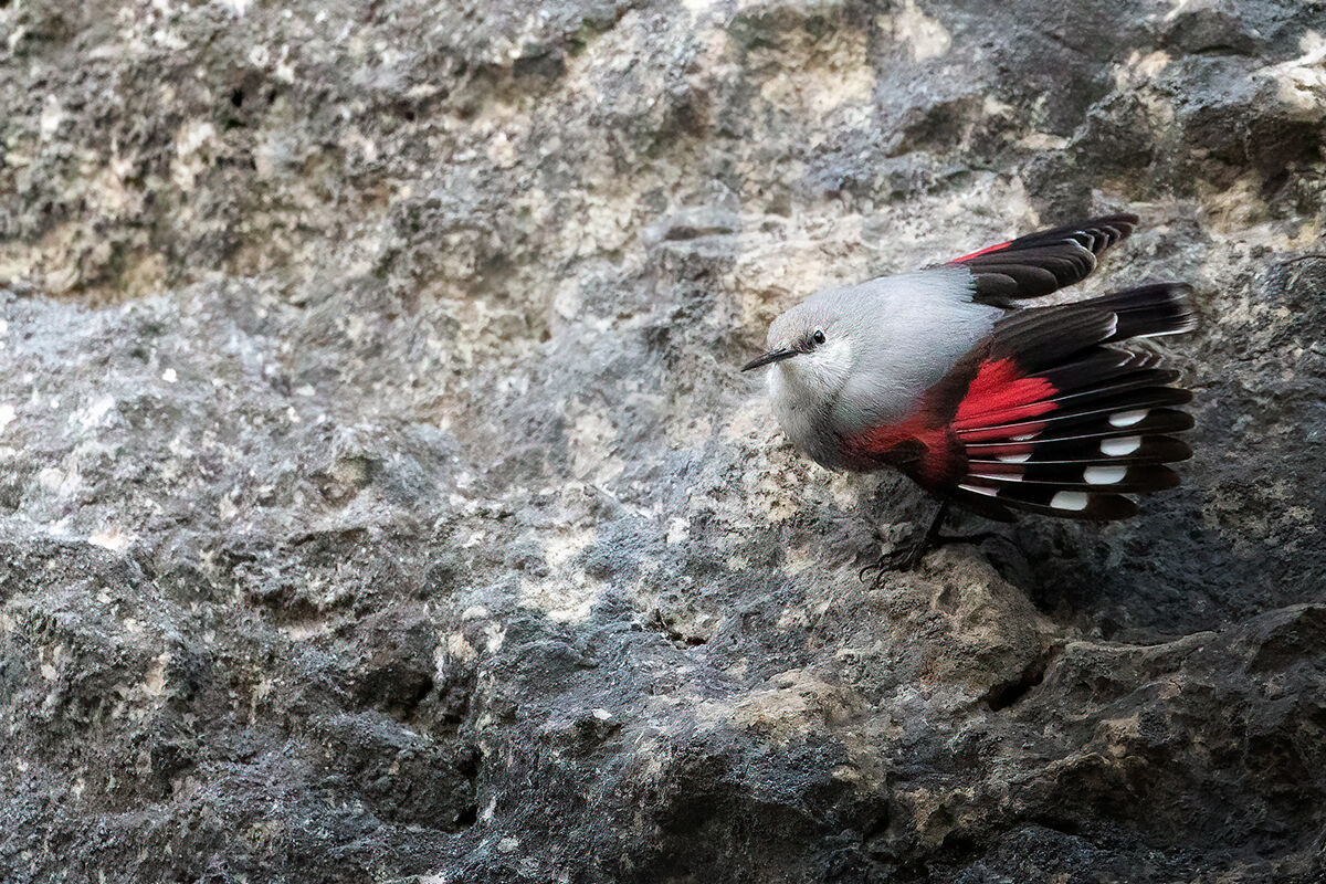 La farfalla delle rocce