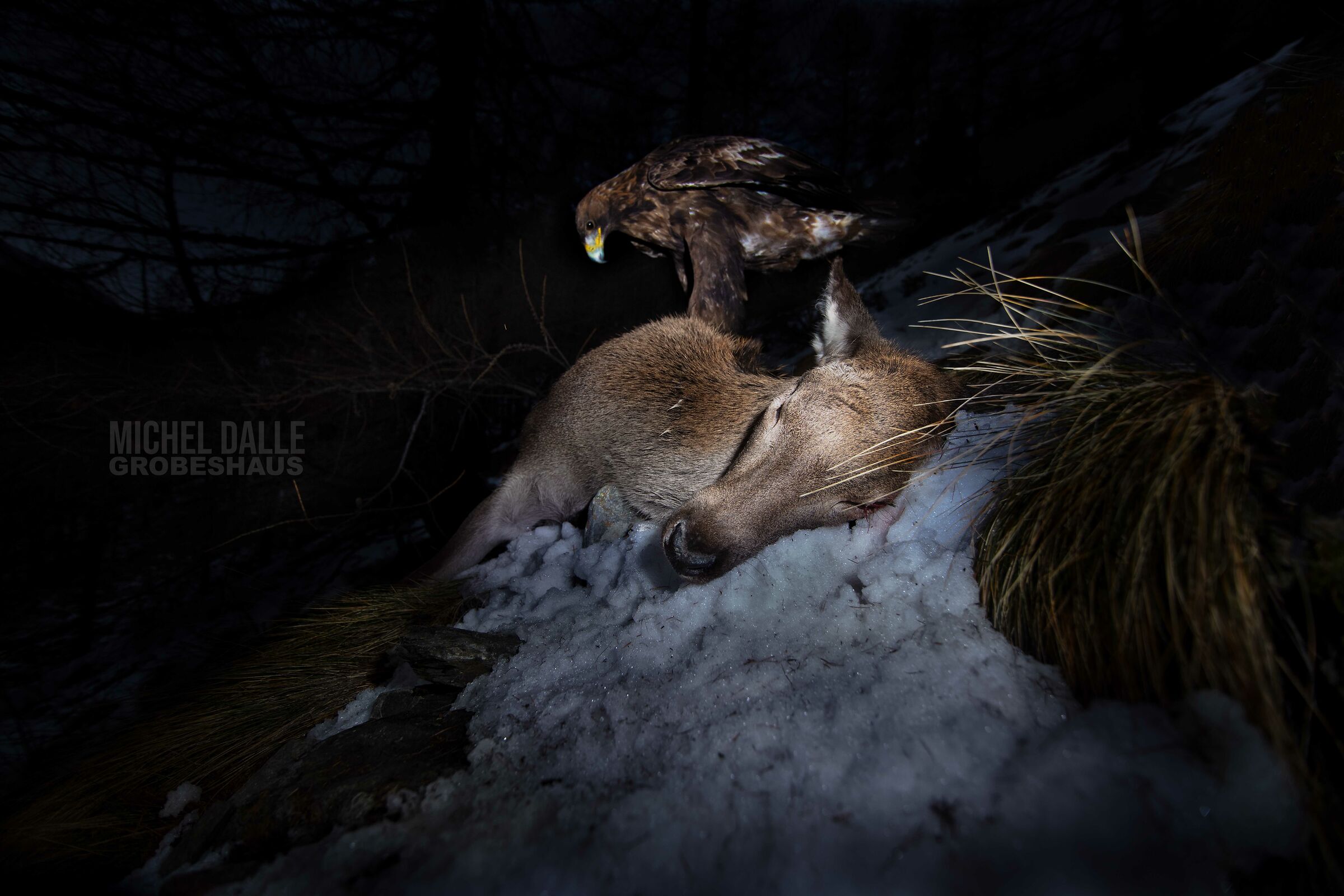 Royal aquifer night hunt