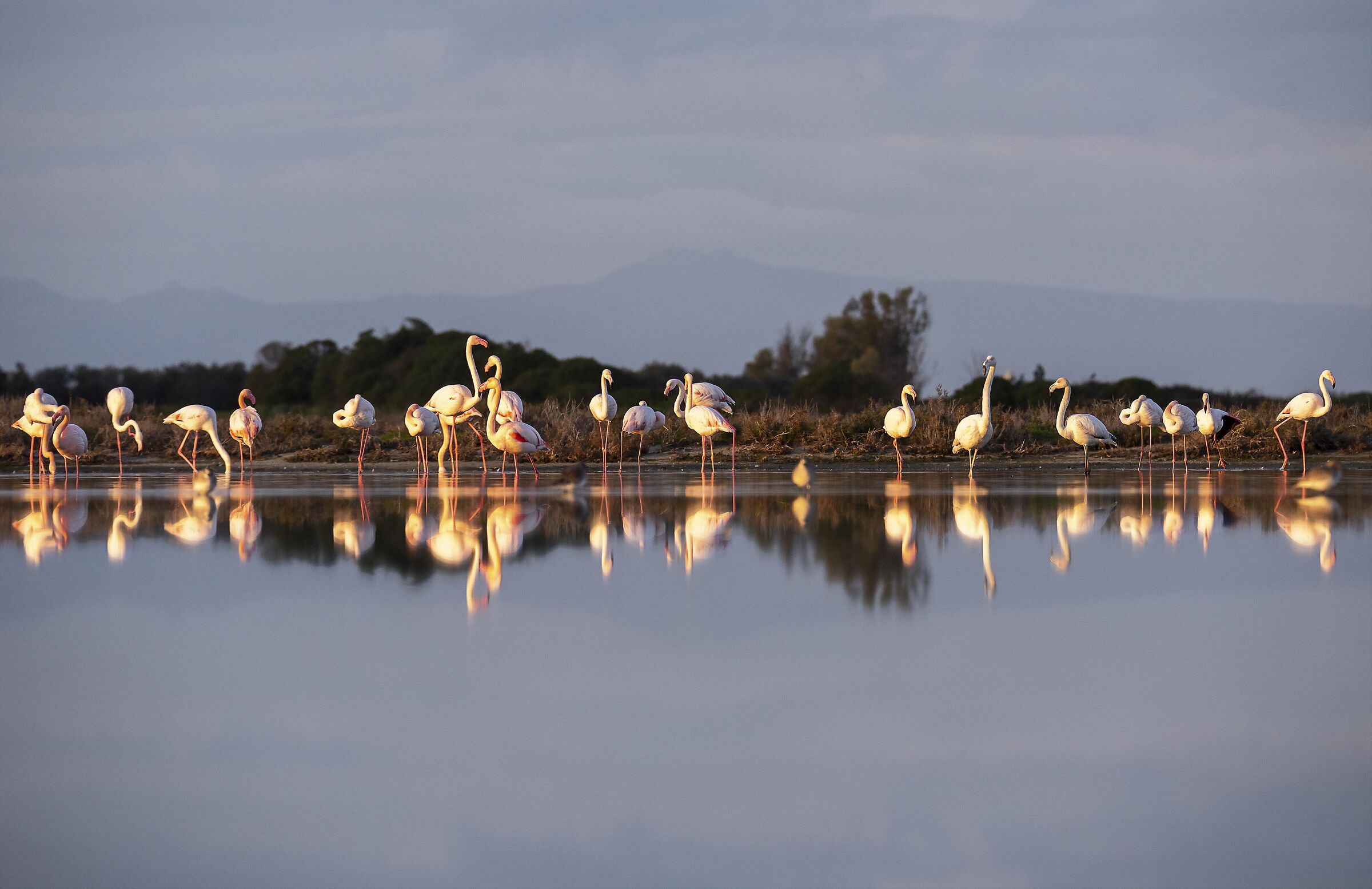 fenicotteri al tramonto