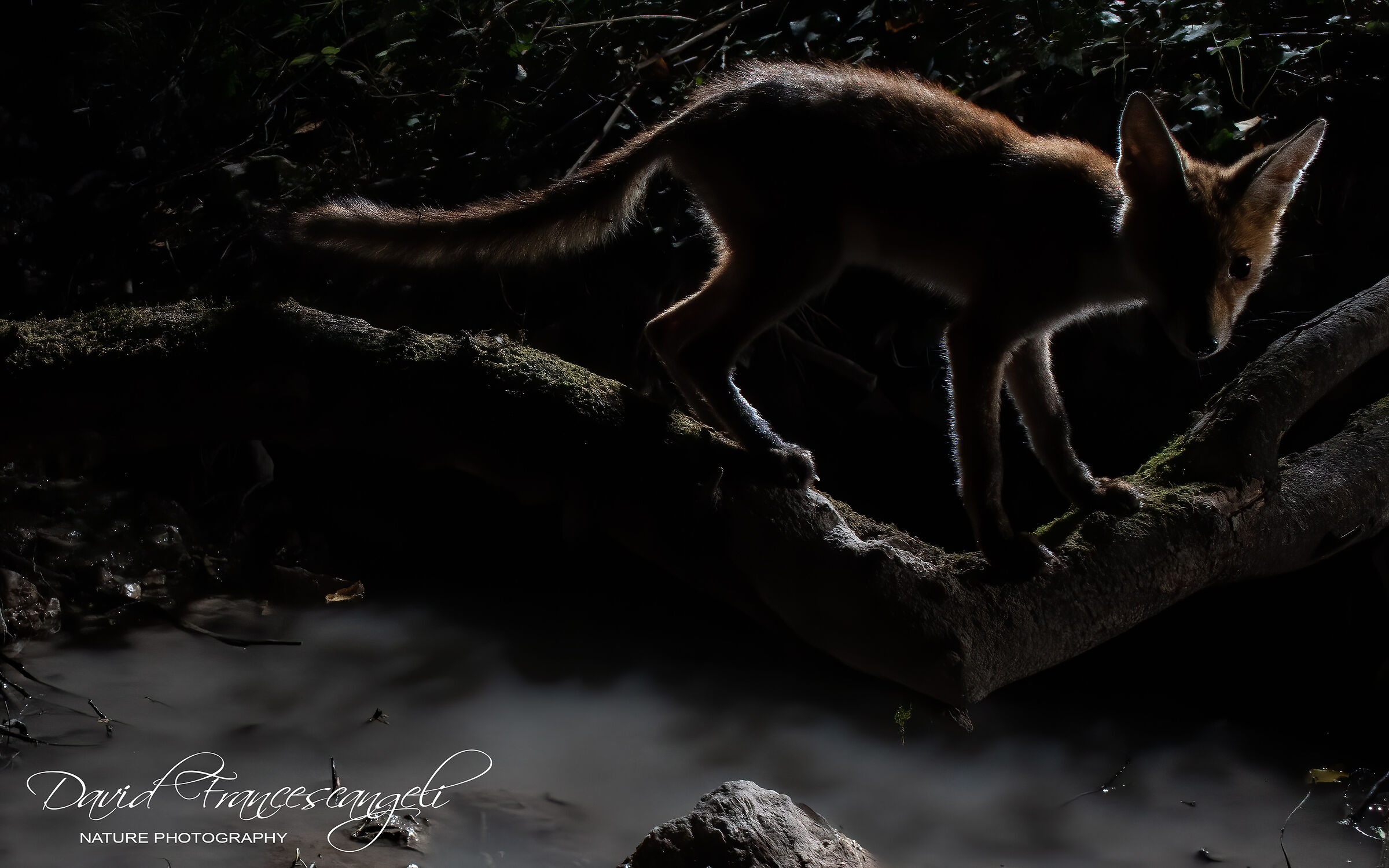 Piccola furbetta nella notte.