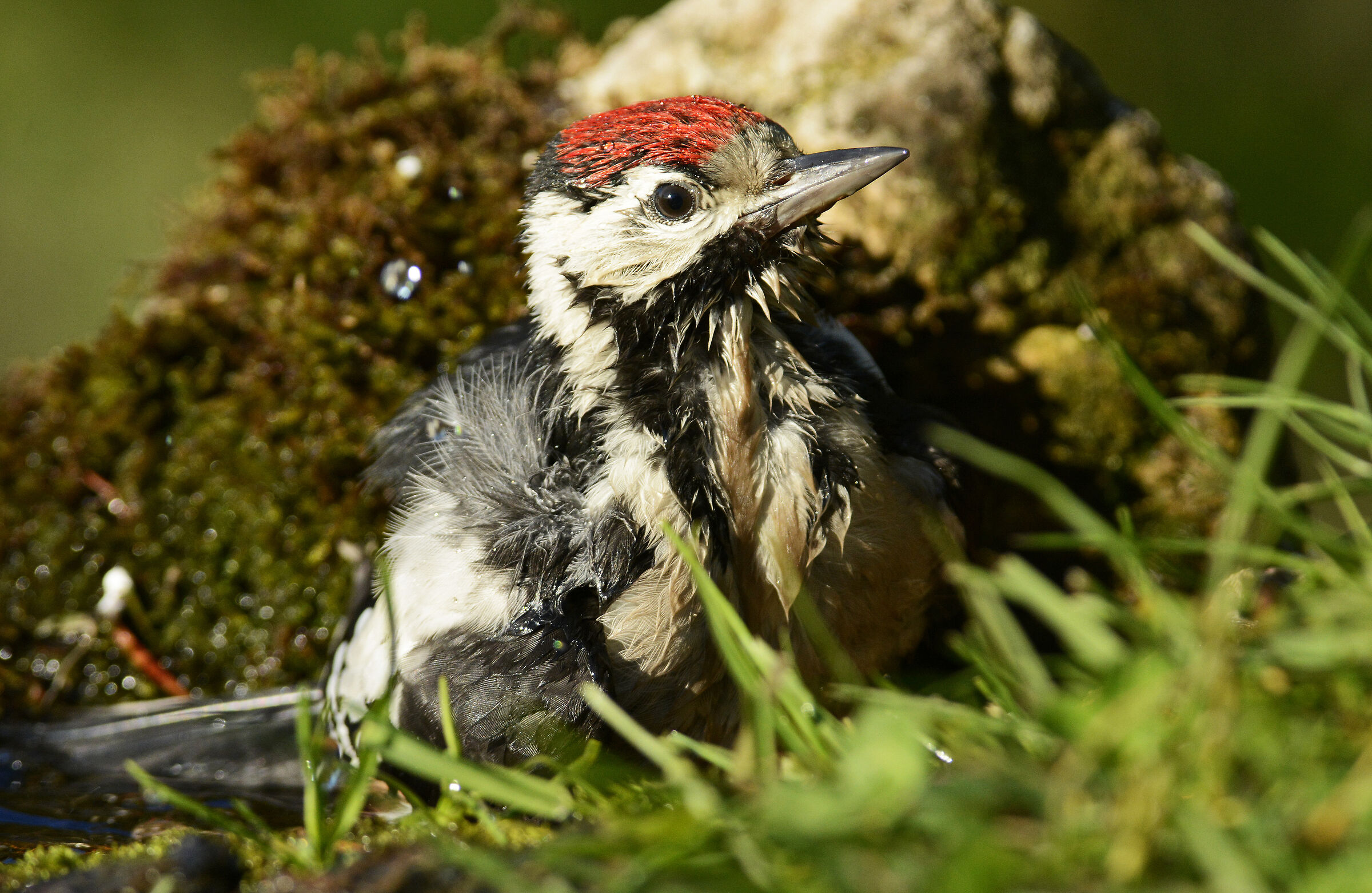 The Bath of the Red Woodpecker