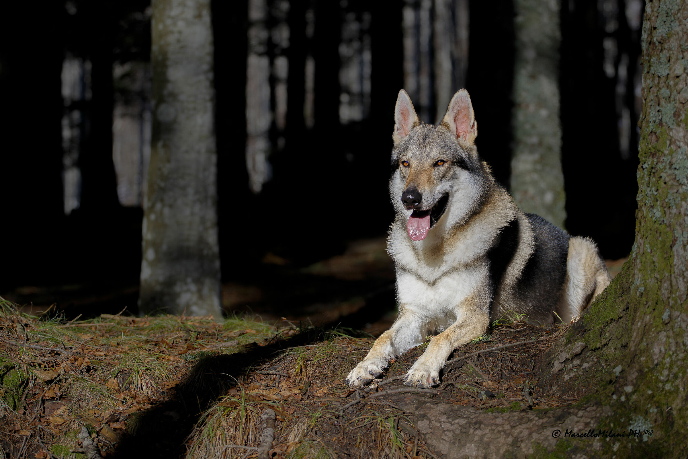 Jason-Cane Lupo Cecoslovacco