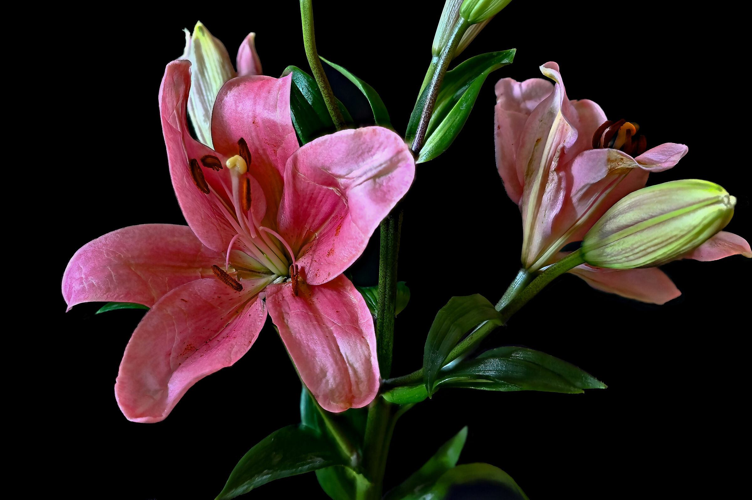 Lilies