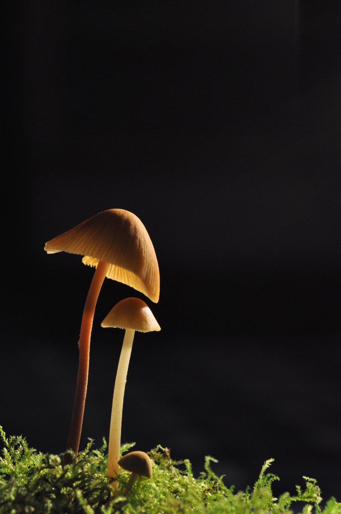 Mushroom Backlight