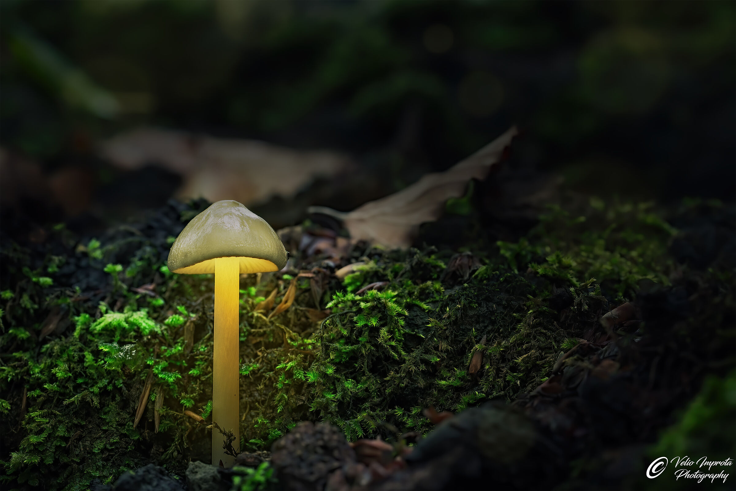 Son piccolo ma splendo!