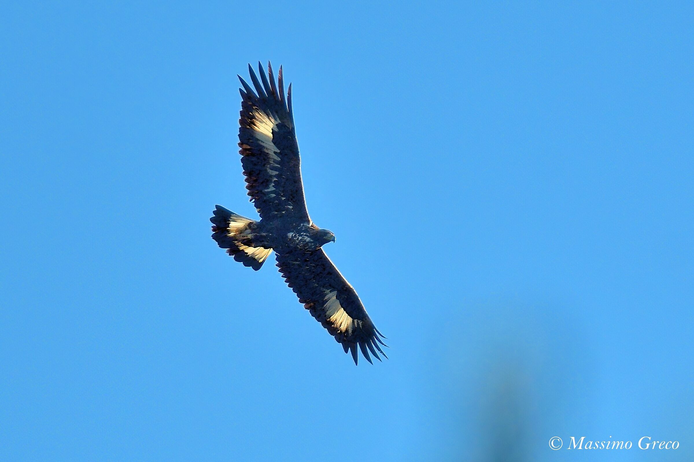 Golden Eagle (Aquila chrysaetos)
