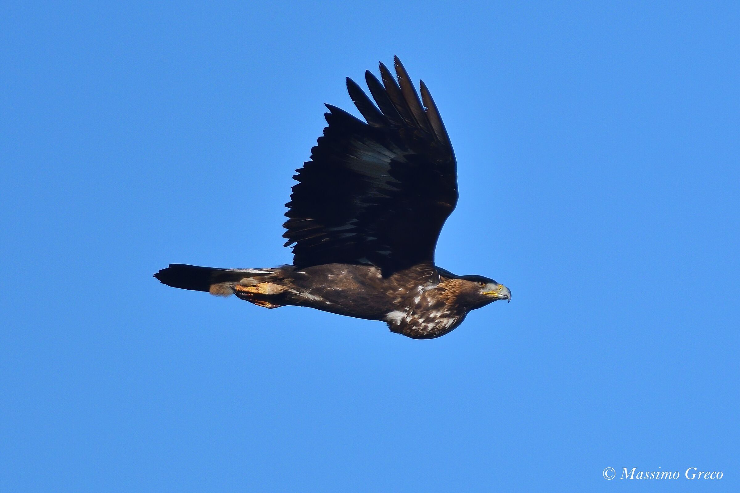 Golden Eagle (Aquila chrysaetos)
